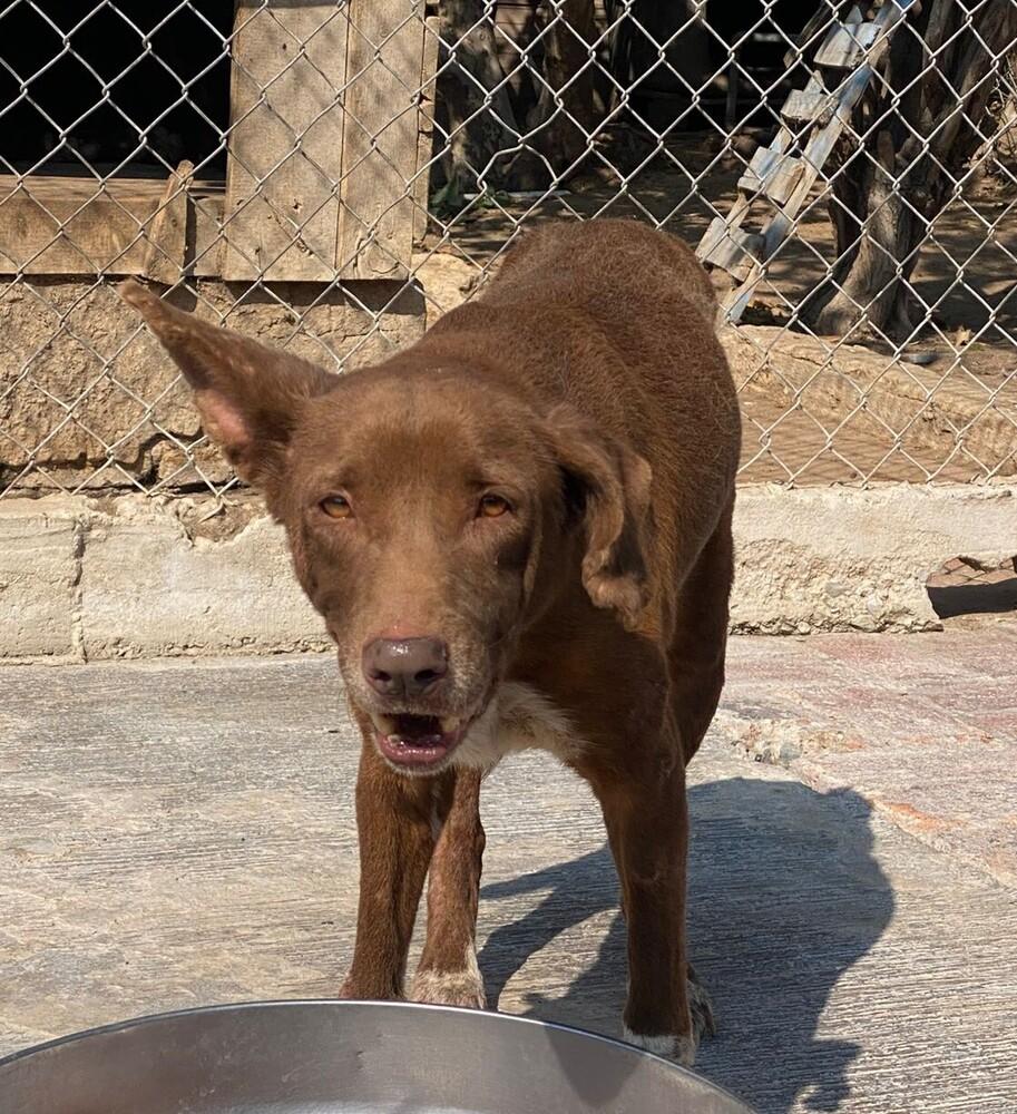 Enlarge SOL (FOSTERED), a Adoptable mixed breed in Langley, BC image 6/6