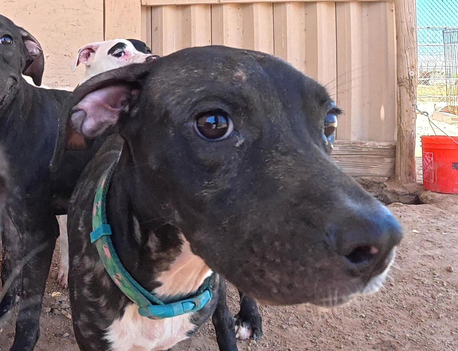 Enlarge O'Reilly, a Adoptable mixed breed in Queen Creek, AZ image 1/3