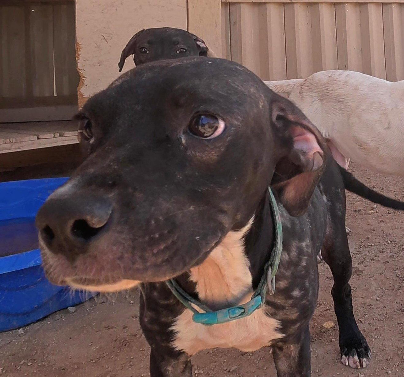Enlarge O'Reilly, a Adoptable mixed breed in Queen Creek, AZ image 2/3