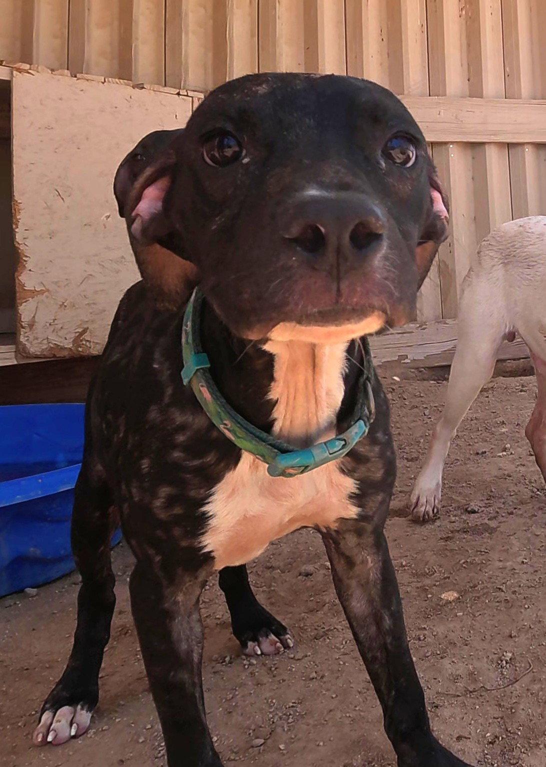 Enlarge O'Reilly, a Adoptable mixed breed in Queen Creek, AZ image 3/3