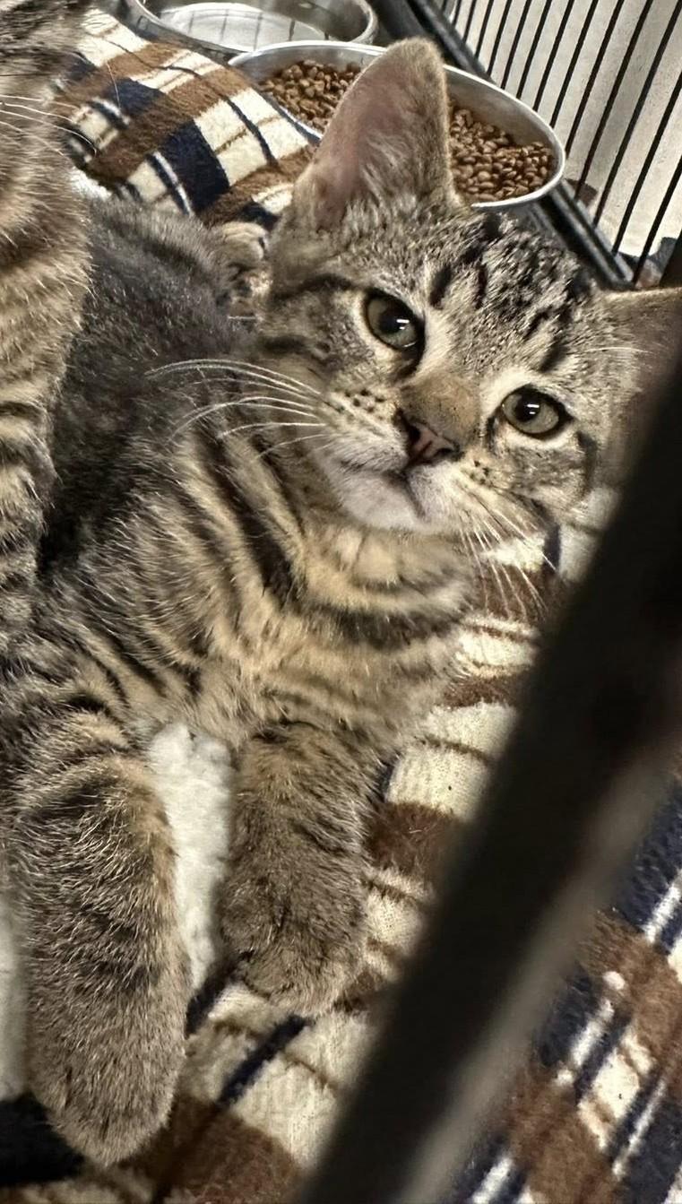 Leonard, an adoptable Domestic Short Hair in Libby, MT, 59923 | Photo Image 2