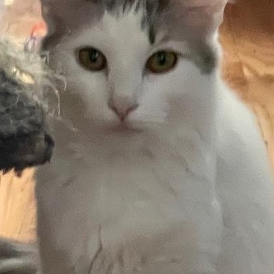 Enlarge Angel, Ivory (kitten), a ADOPTABLE Domestic Long Hair in Braintree, MA image 4/6