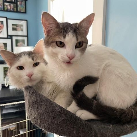 Angel, Ivory (kitten), ADOPTABLE, Young Female Domestic Long Hair.