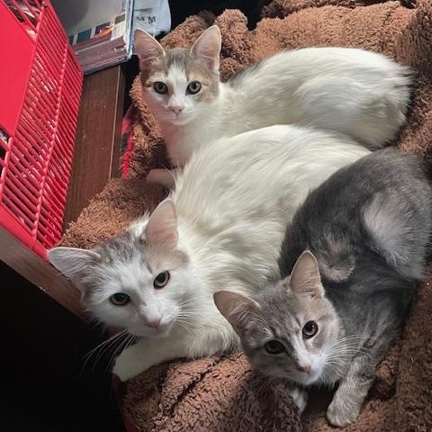 Enlarge Angel, Ivory (kitten), a ADOPTABLE Domestic Long Hair in Braintree, MA image 5/6