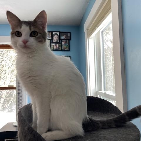 Enlarge Angel, Ivory (kitten), a ADOPTABLE Domestic Long Hair in Braintree, MA image 3/6