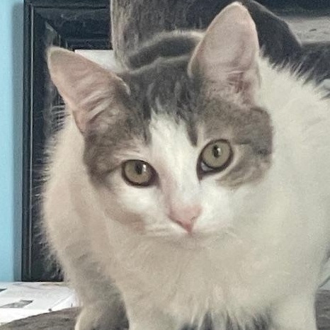 Enlarge Angel, Ivory (kitten), a ADOPTABLE Domestic Long Hair in Braintree, MA image 2/6