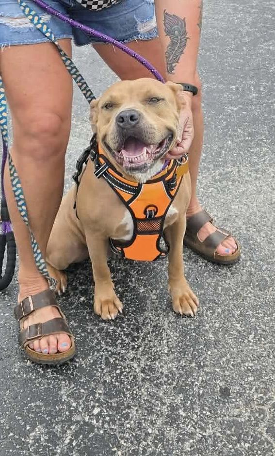 Ziva, Adoptable, Adult Female Pit Bull Terrier.