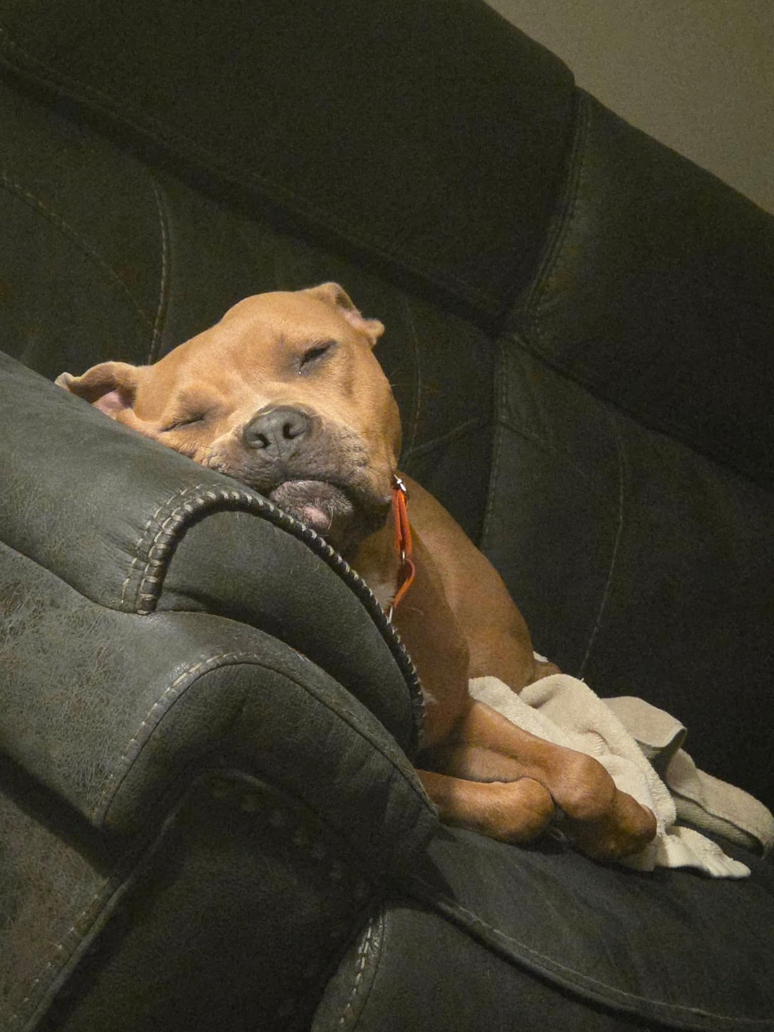 Ziva, a Adoptable mixed breed in Virginia Beach, VA image 3/6