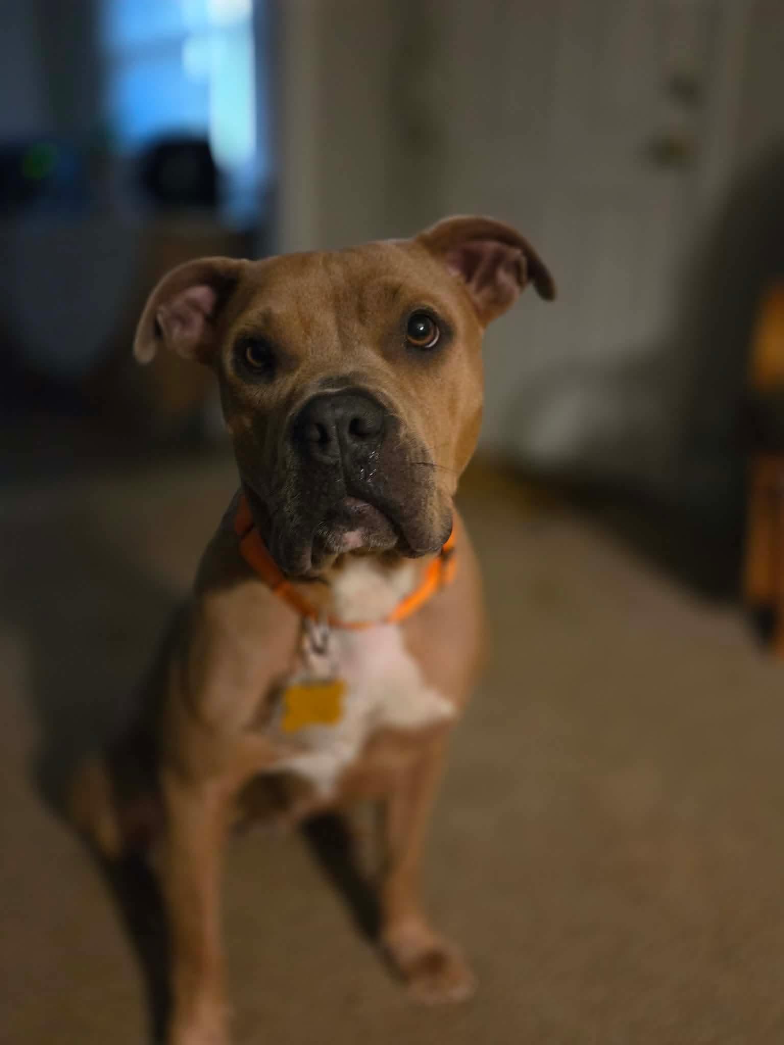 Ziva, a Adoptable mixed breed in Virginia Beach, VA image 4/6