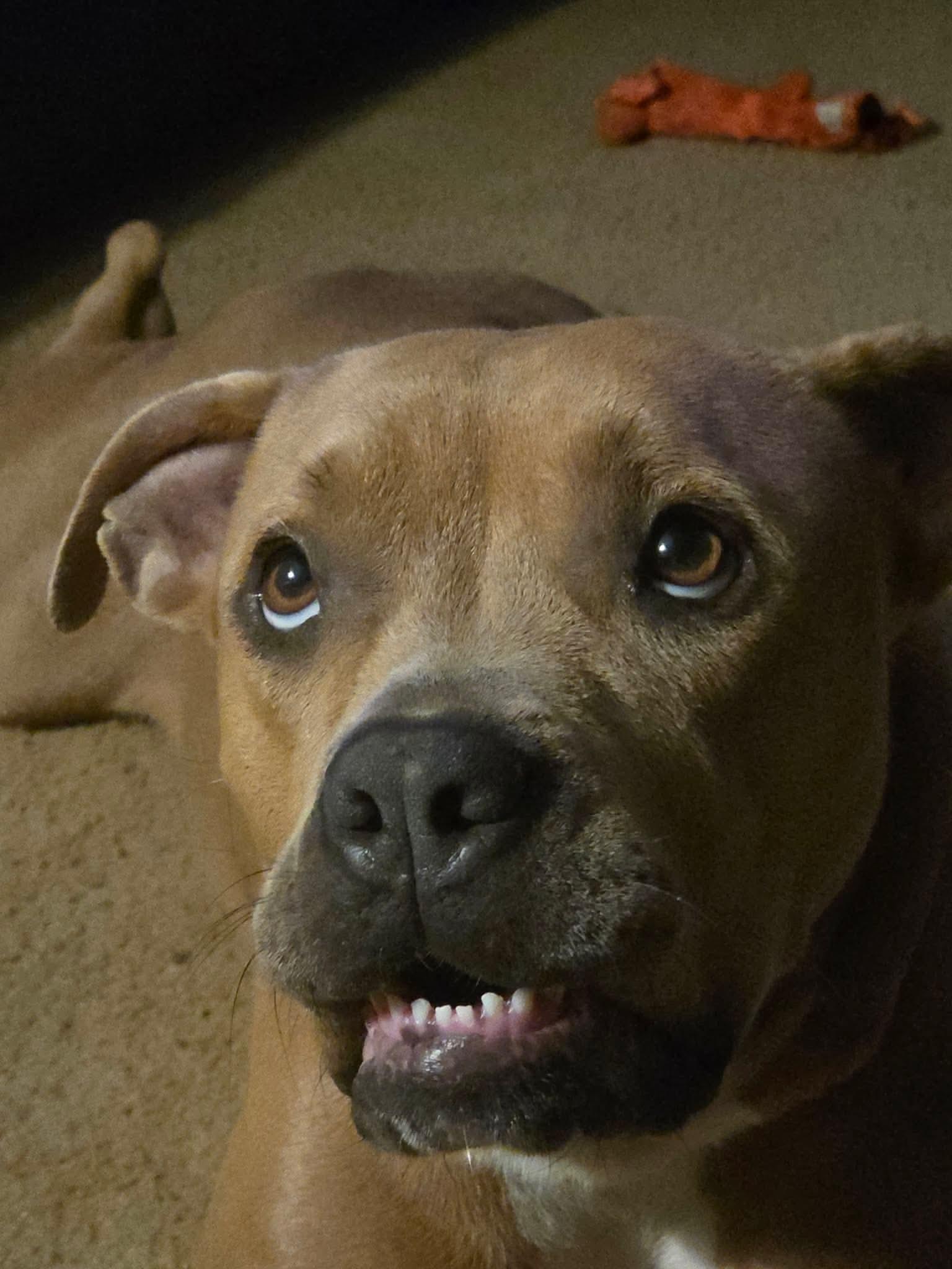 Ziva, a Adoptable mixed breed in Virginia Beach, VA image 2/6