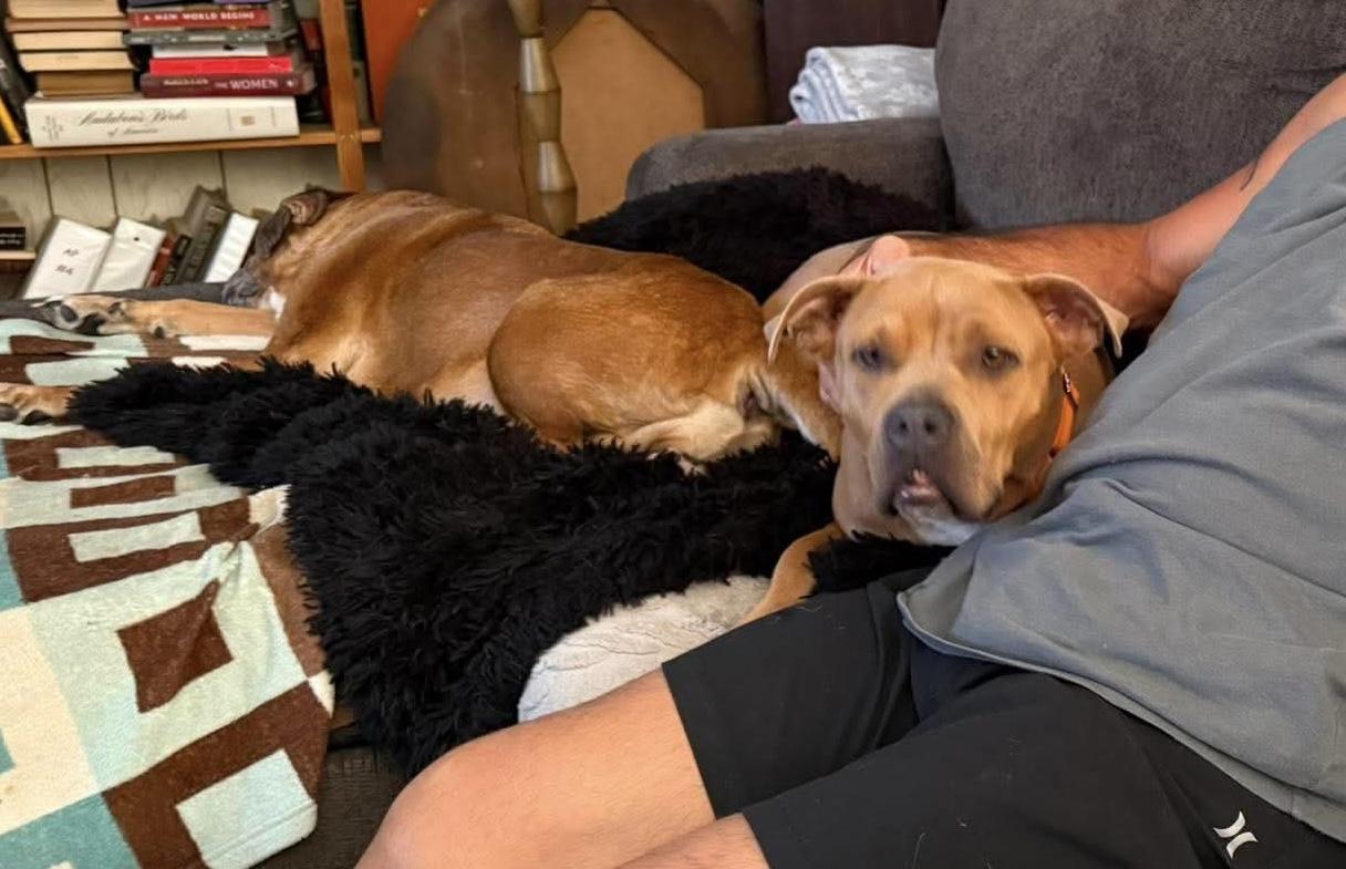 Ziva, a Adoptable mixed breed in Virginia Beach, VA image 5/6