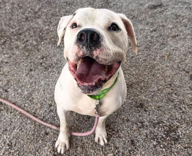 NIPSEY, Adoptable, Adult Male American Bulldog & Mixed Breed.