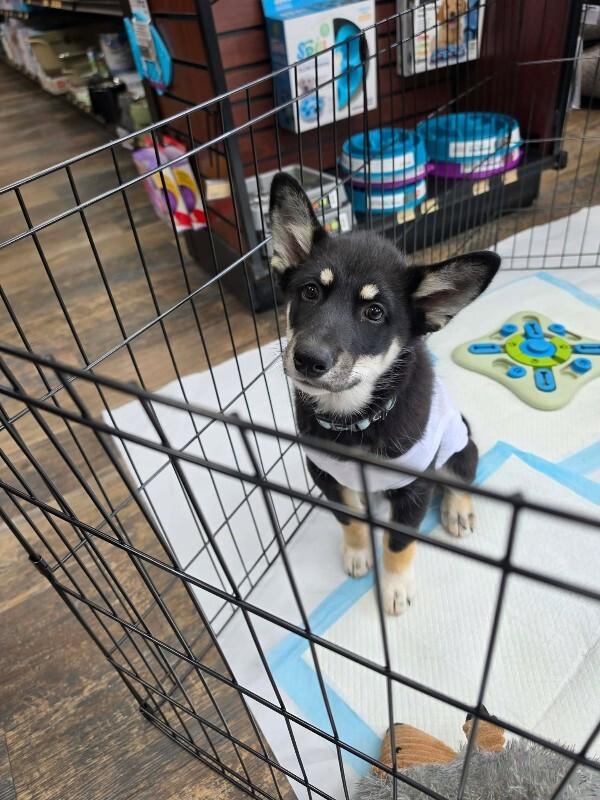 Carter, Adoptable, Young Male Mixed Breed.