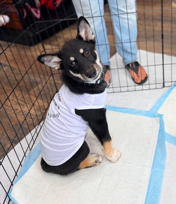 Enlarge Carter, a Adoptable Mixed Breed in Athens, ON image 2/6