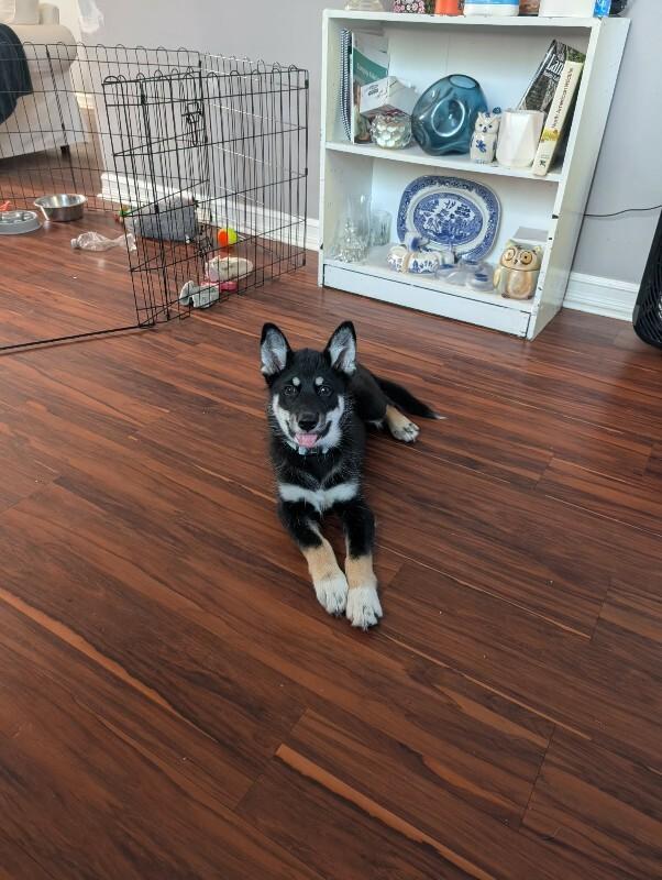Enlarge Carter, a Adoptable Mixed Breed in Athens, ON image 5/6