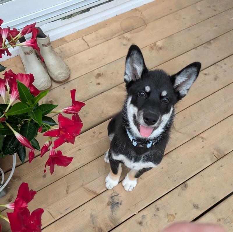 Enlarge Carter, a Adoptable Mixed Breed in Athens, ON image 6/6