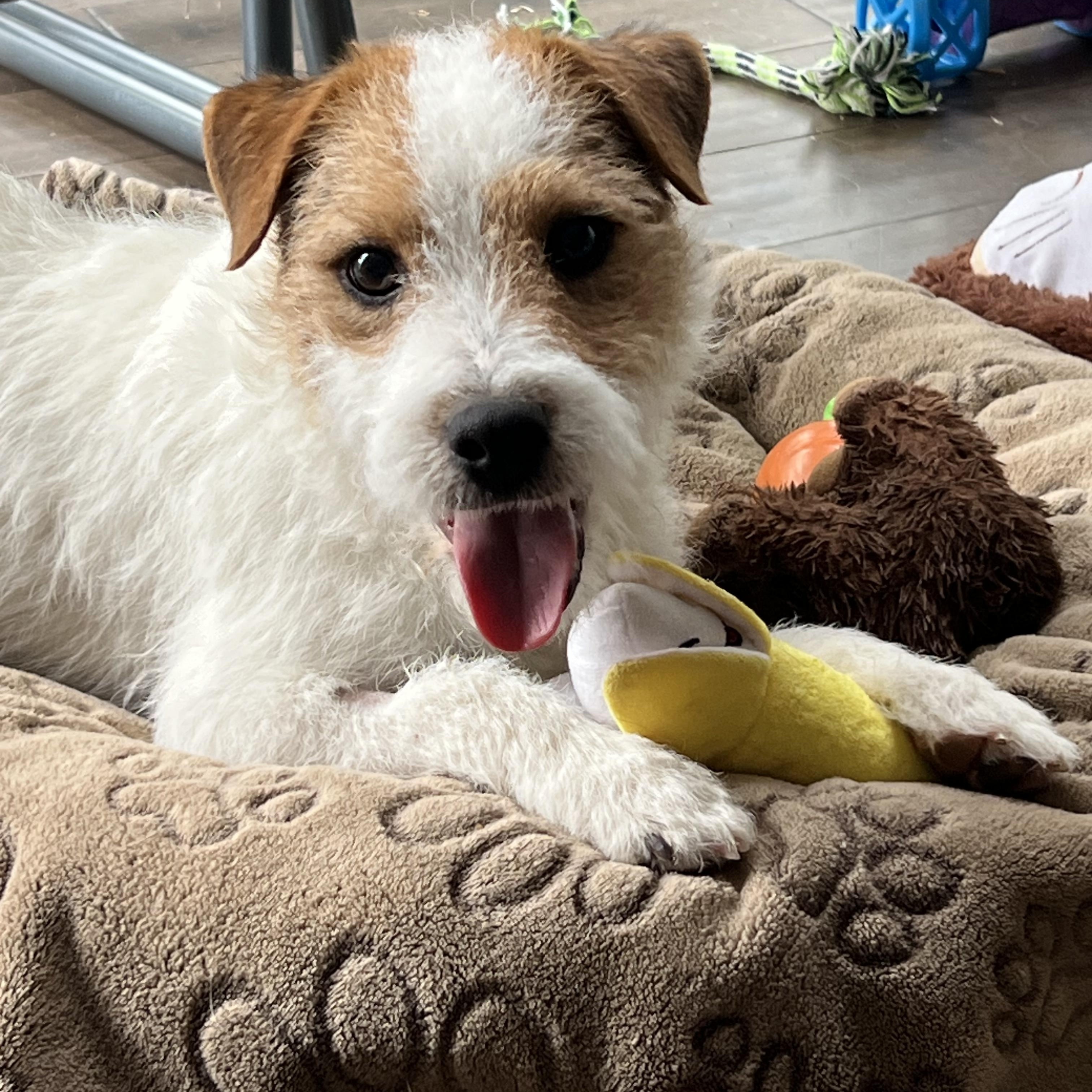 Enlarge Frasier, an adopted mixed breed in Bettendorf, IA image 3/5