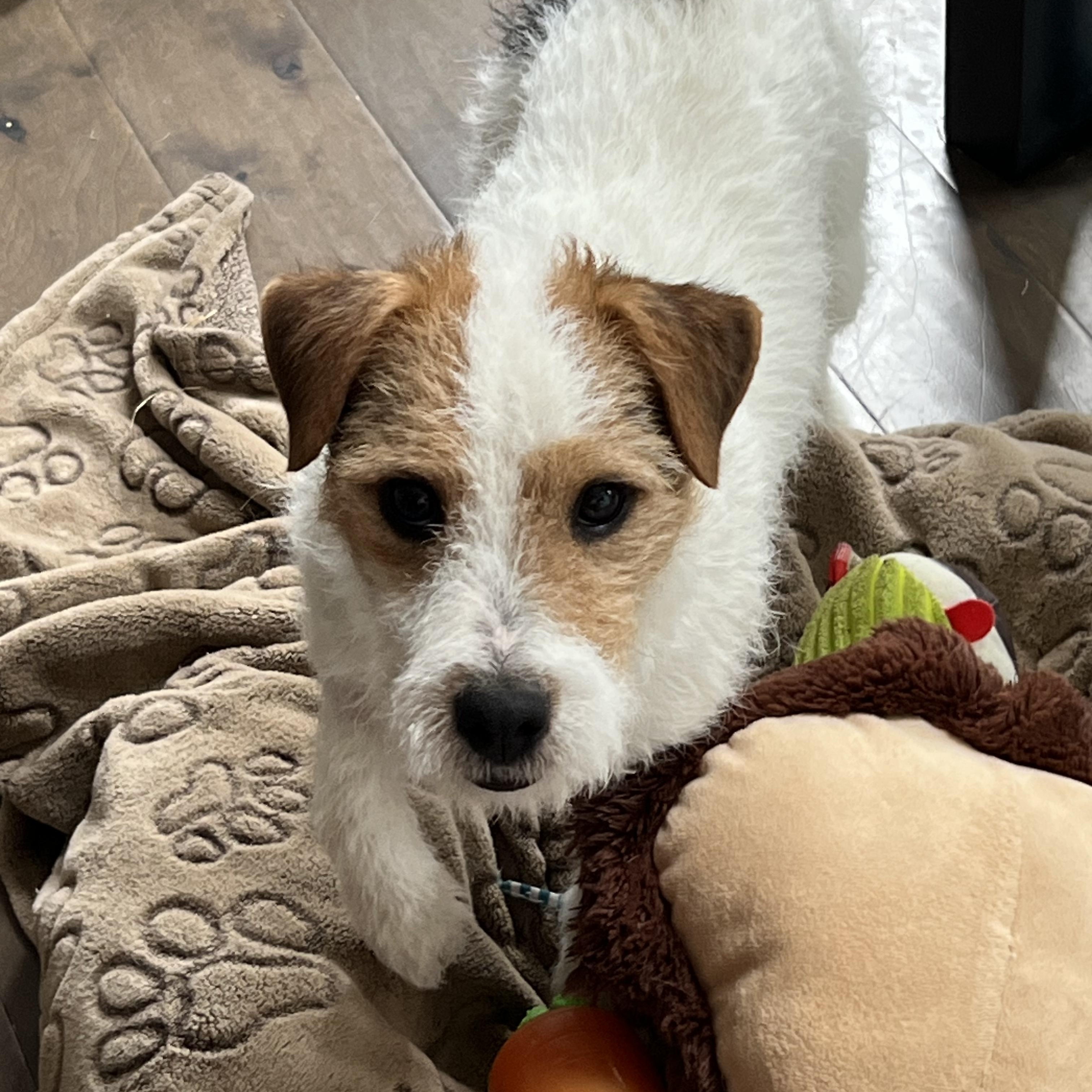 Enlarge Frasier, an adopted mixed breed in Bettendorf, IA image 4/5