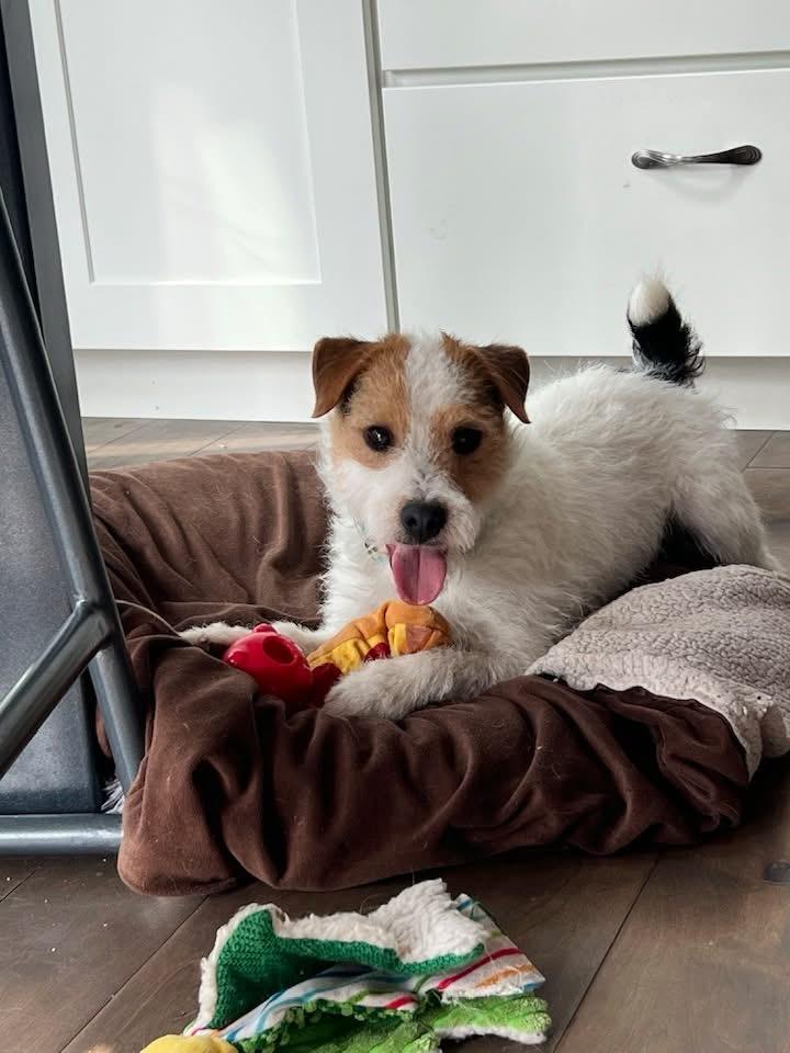 Frasier, adopted, Adult Male Jack Russell Terrier.