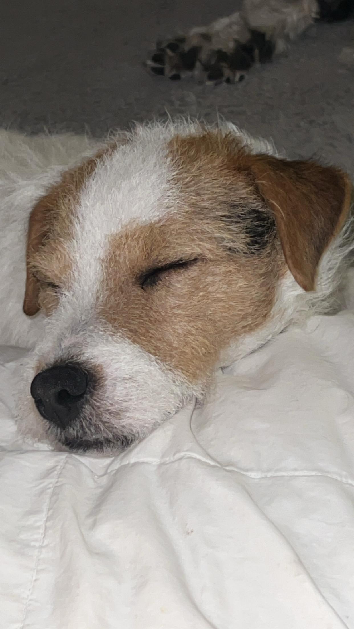 Enlarge Frasier, an adopted mixed breed in Bettendorf, IA image 2/5