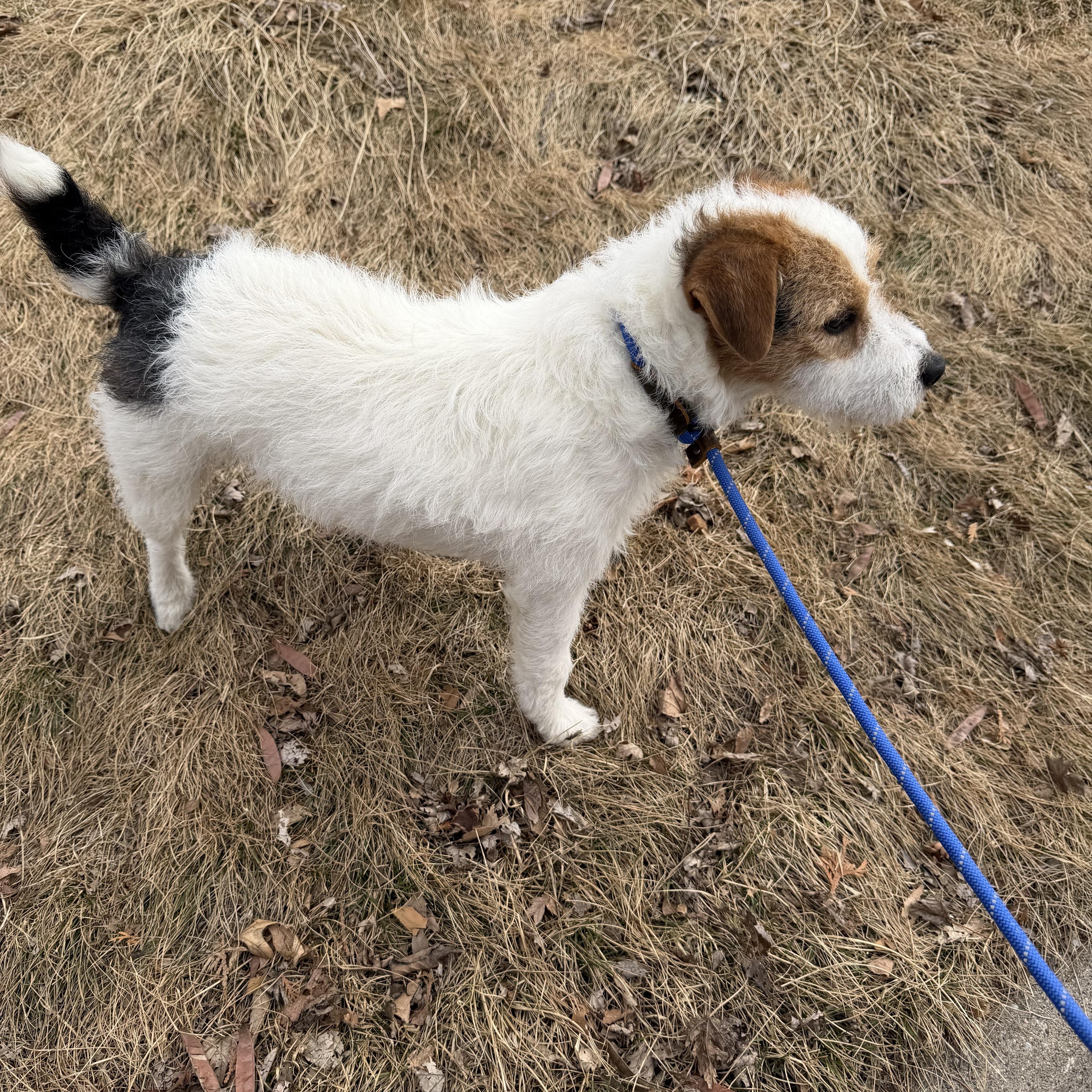 Enlarge Frasier, an adopted mixed breed in Bettendorf, IA image 5/5