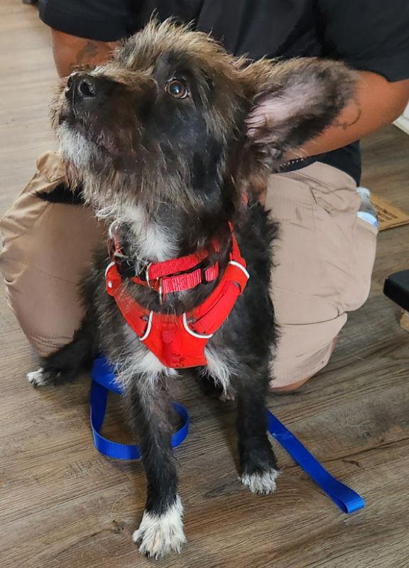 Jock *Adopt or Foster*, Adopted, Young Male Schnauzer & Scottish Terrier.