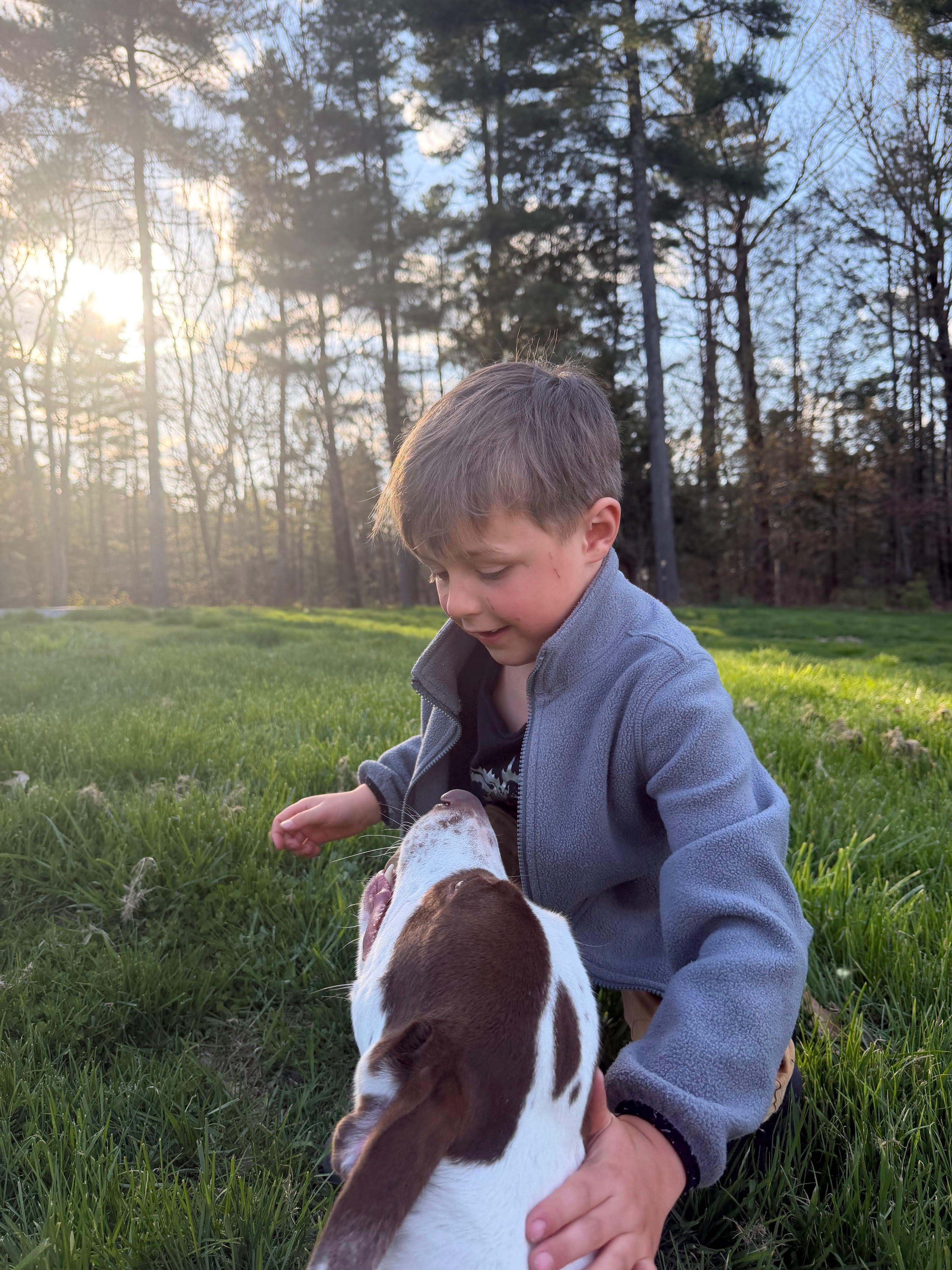 Darcy, a ADOPTABLE mixed breed in New Boston, NH image 2/6