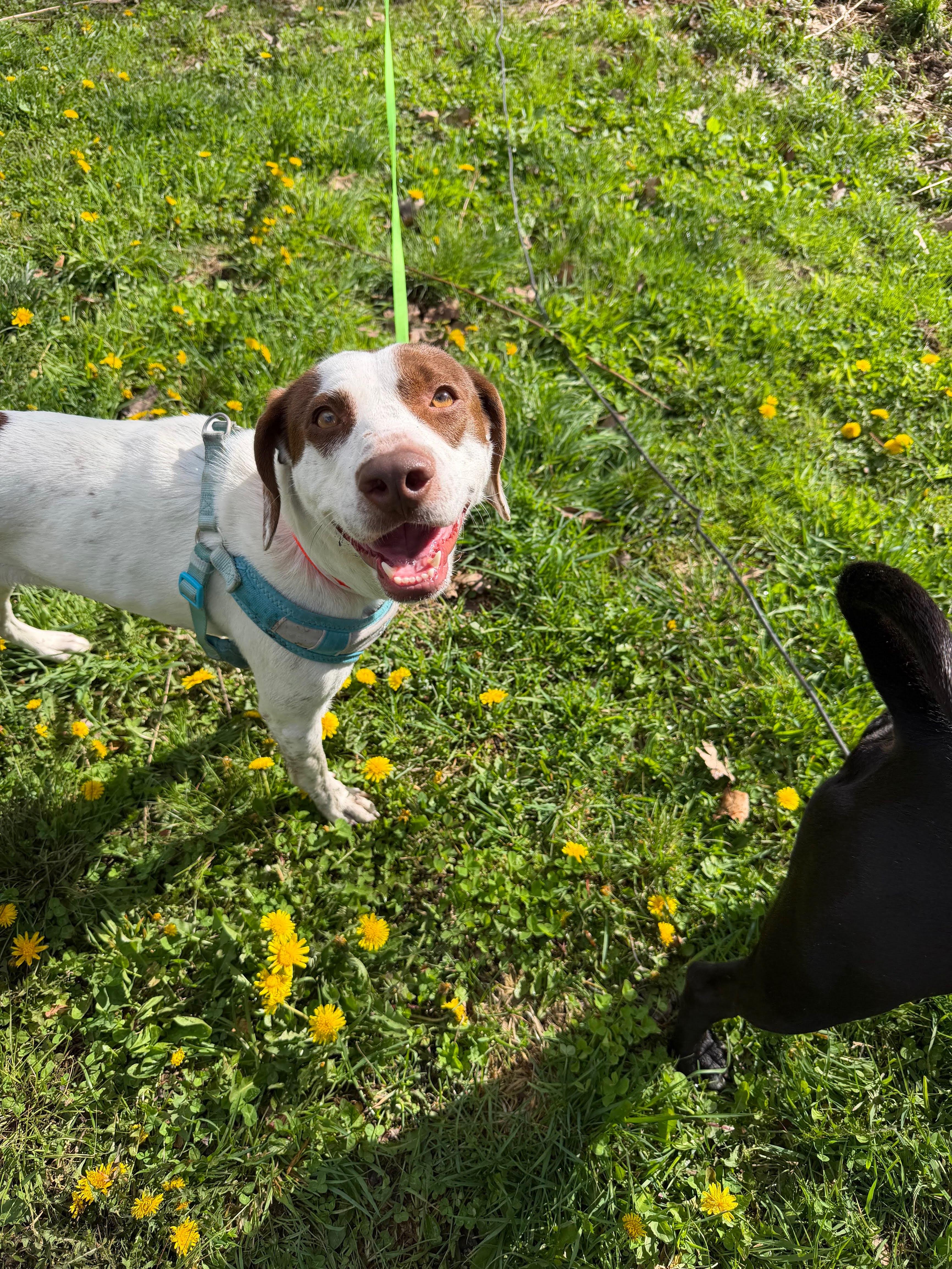 Darcy, ADOPTABLE, Young Female Pointer.