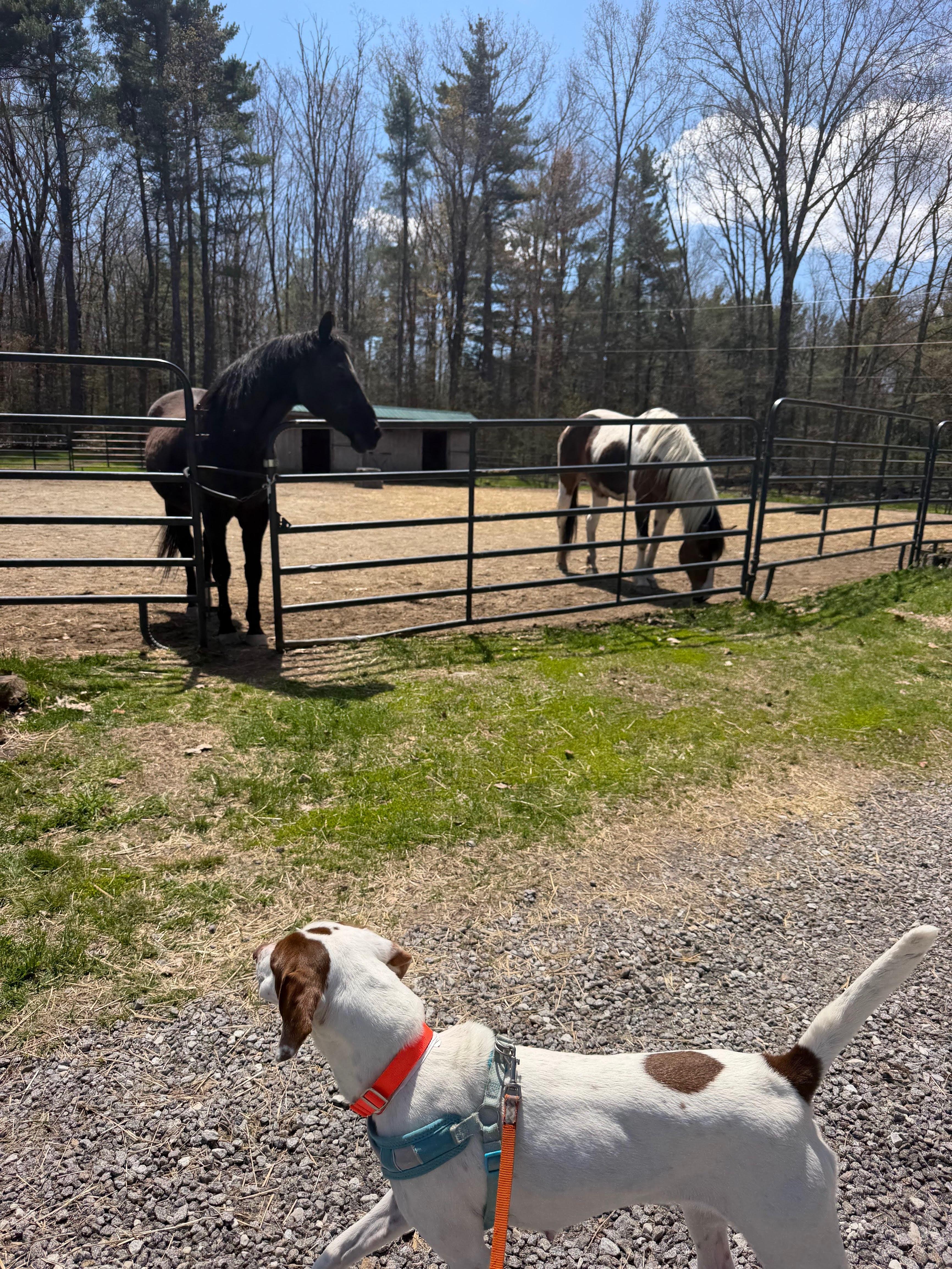 Darcy, a ADOPTABLE mixed breed in New Boston, NH image 3/6