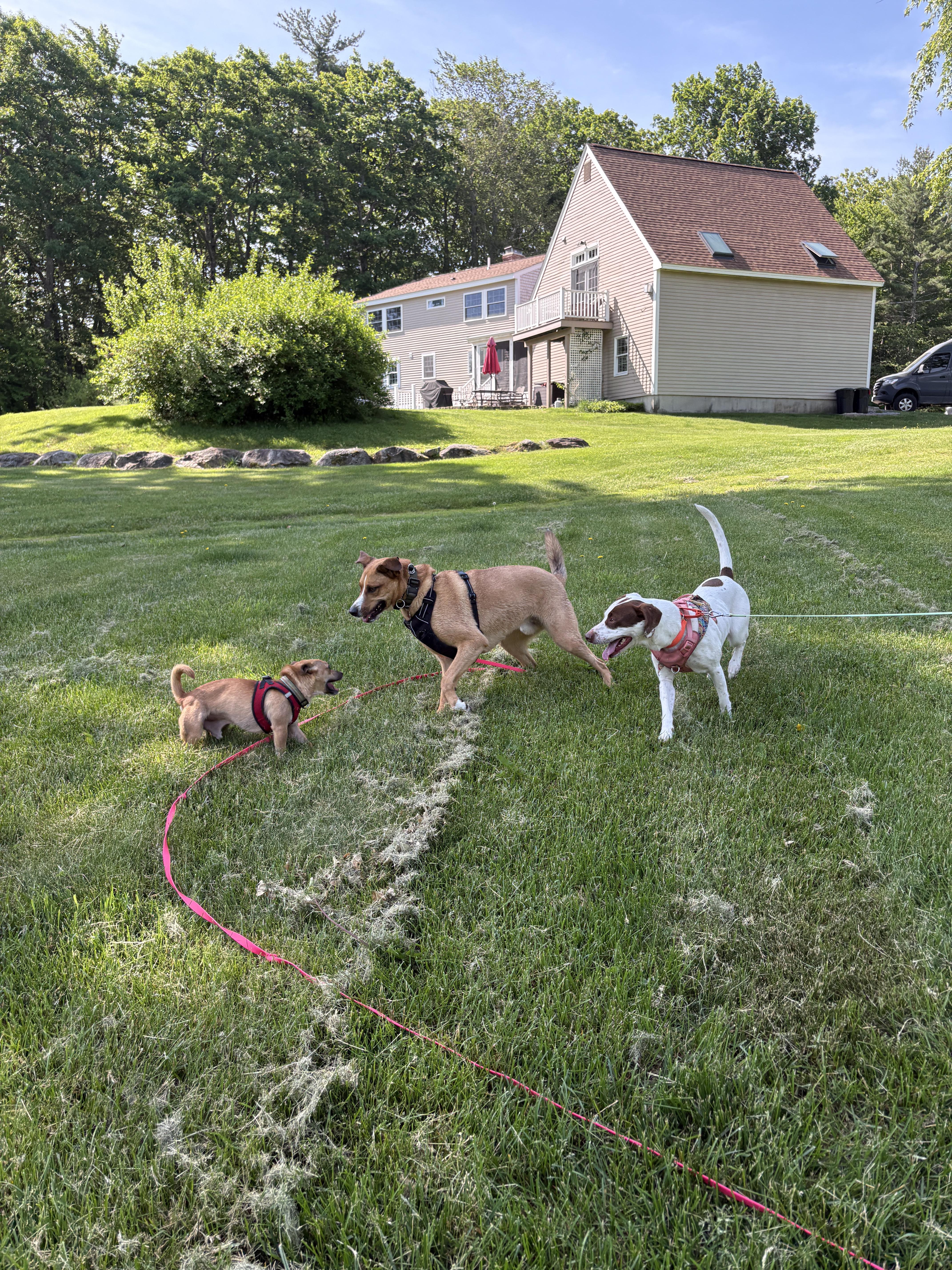 Darcy, a ADOPTABLE mixed breed in New Boston, NH image 4/6