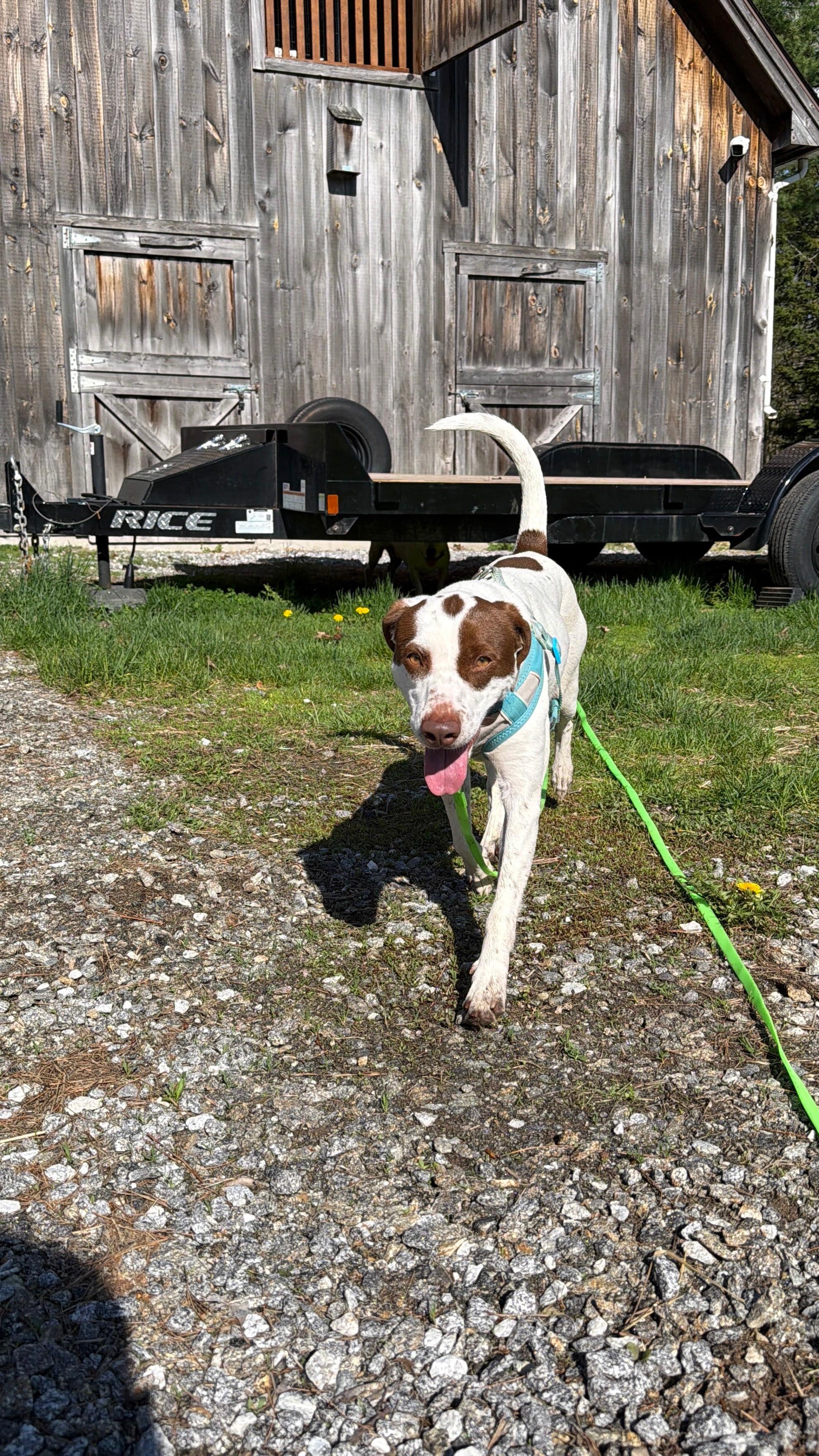 Darcy, a ADOPTABLE mixed breed in New Boston, NH image 6/6