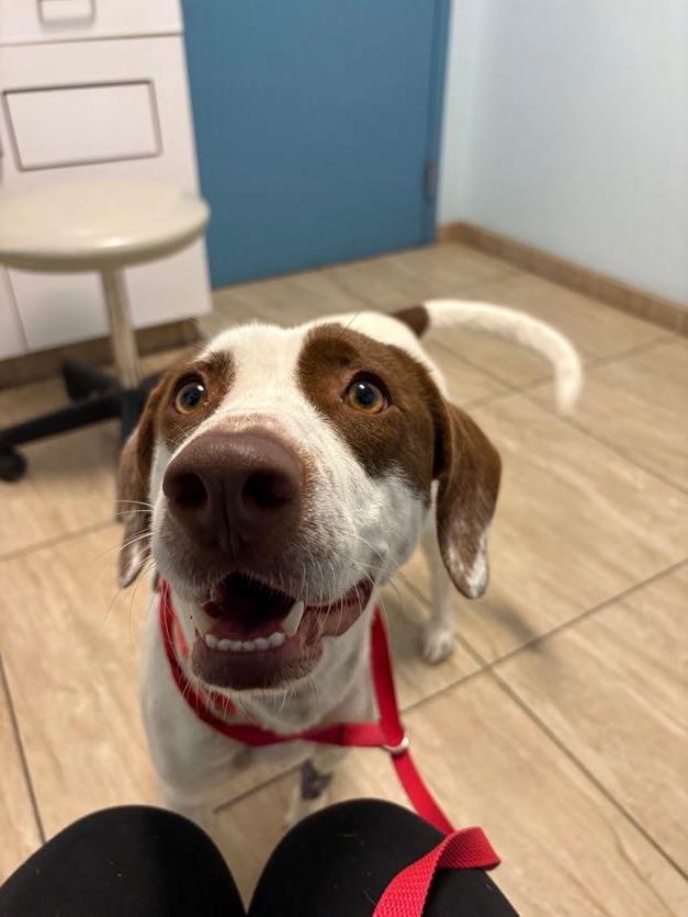 Darcy, a ADOPTABLE mixed breed in New Boston, NH image 5/6