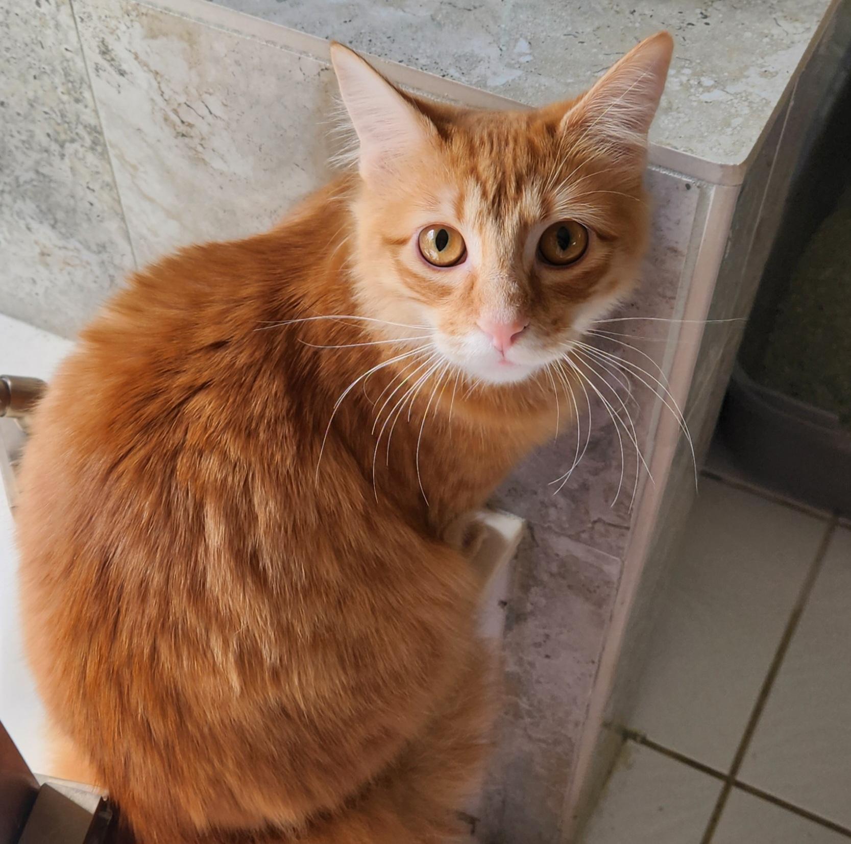 Jellybean (long-haired beauty), adopted, Young Female Domestic Long Hair.