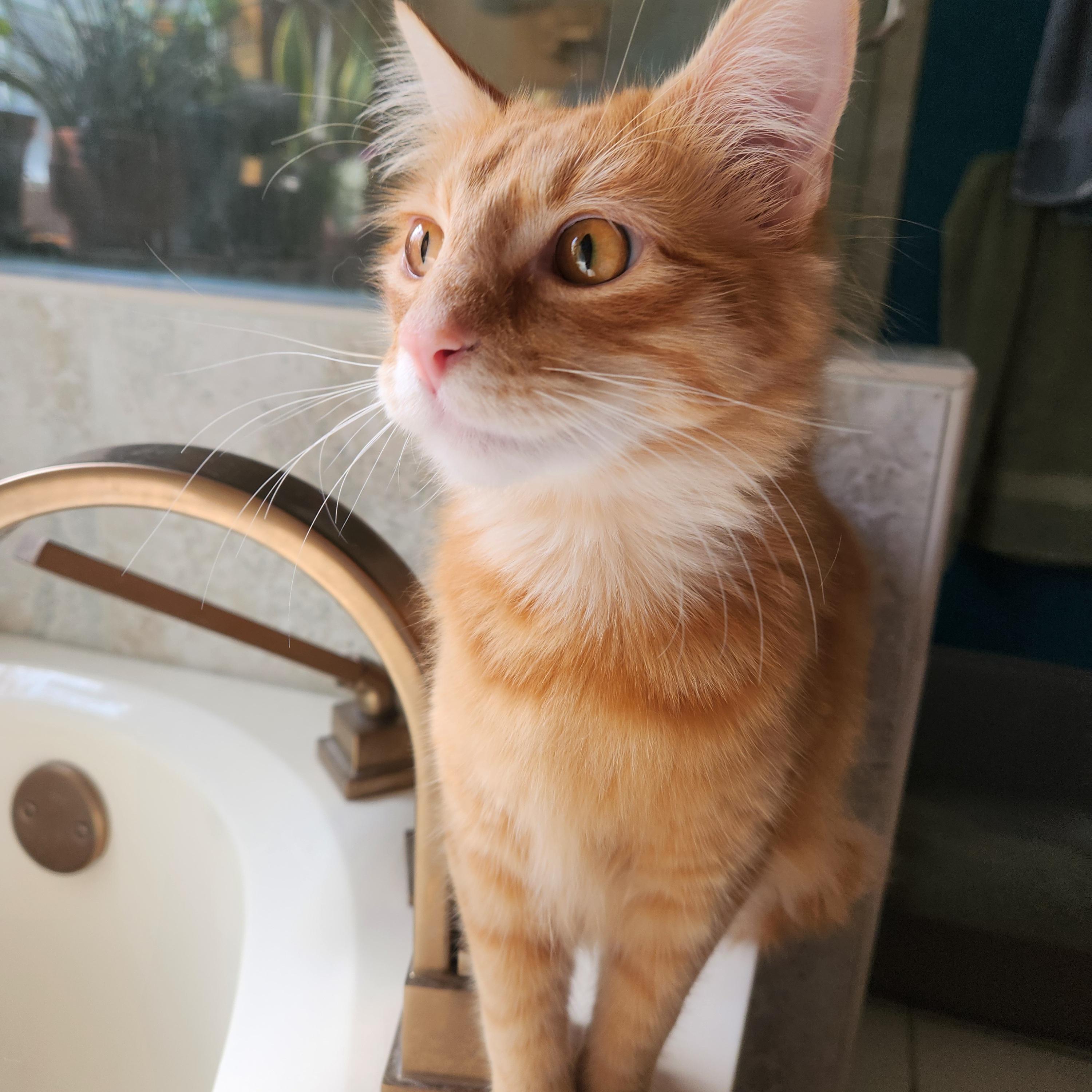 Enlarge Jellybean (long-haired beauty), an adopted Domestic Long Hair in Allen, TX image 5/6