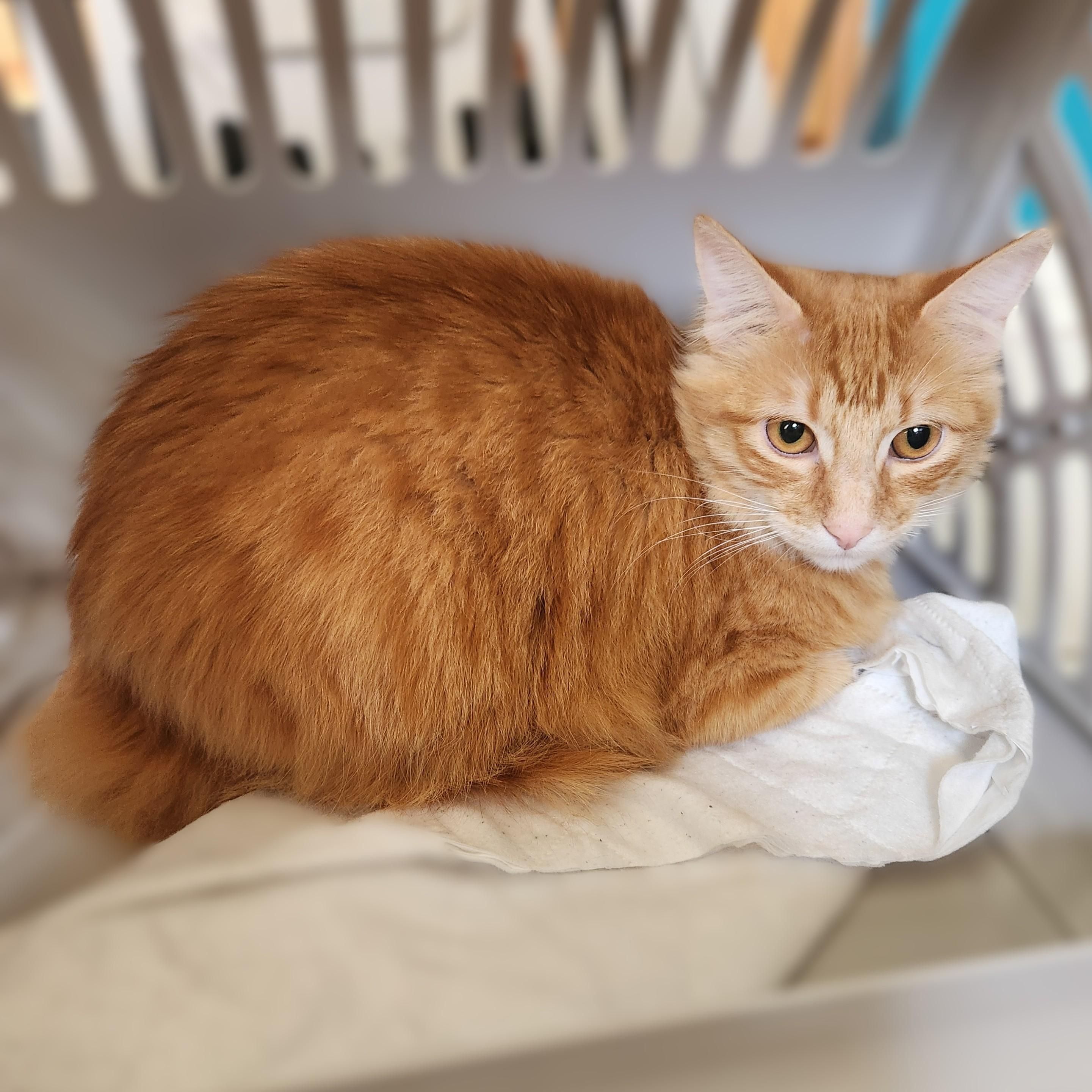 Enlarge Jellybean (long-haired beauty), an adopted Domestic Long Hair in Allen, TX image 2/6