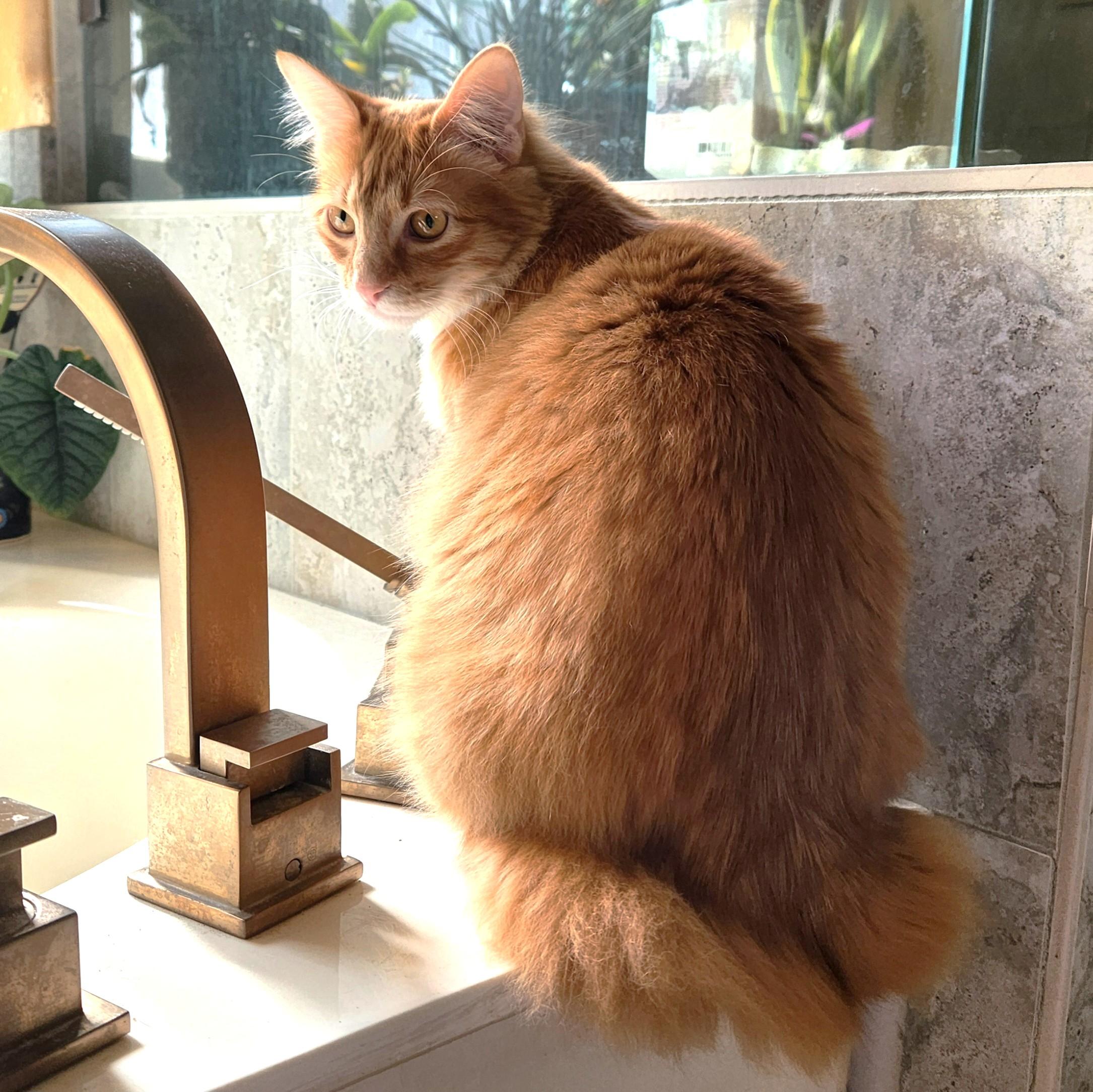 Enlarge Jellybean (long-haired beauty), an adopted Domestic Long Hair in Allen, TX image 4/6