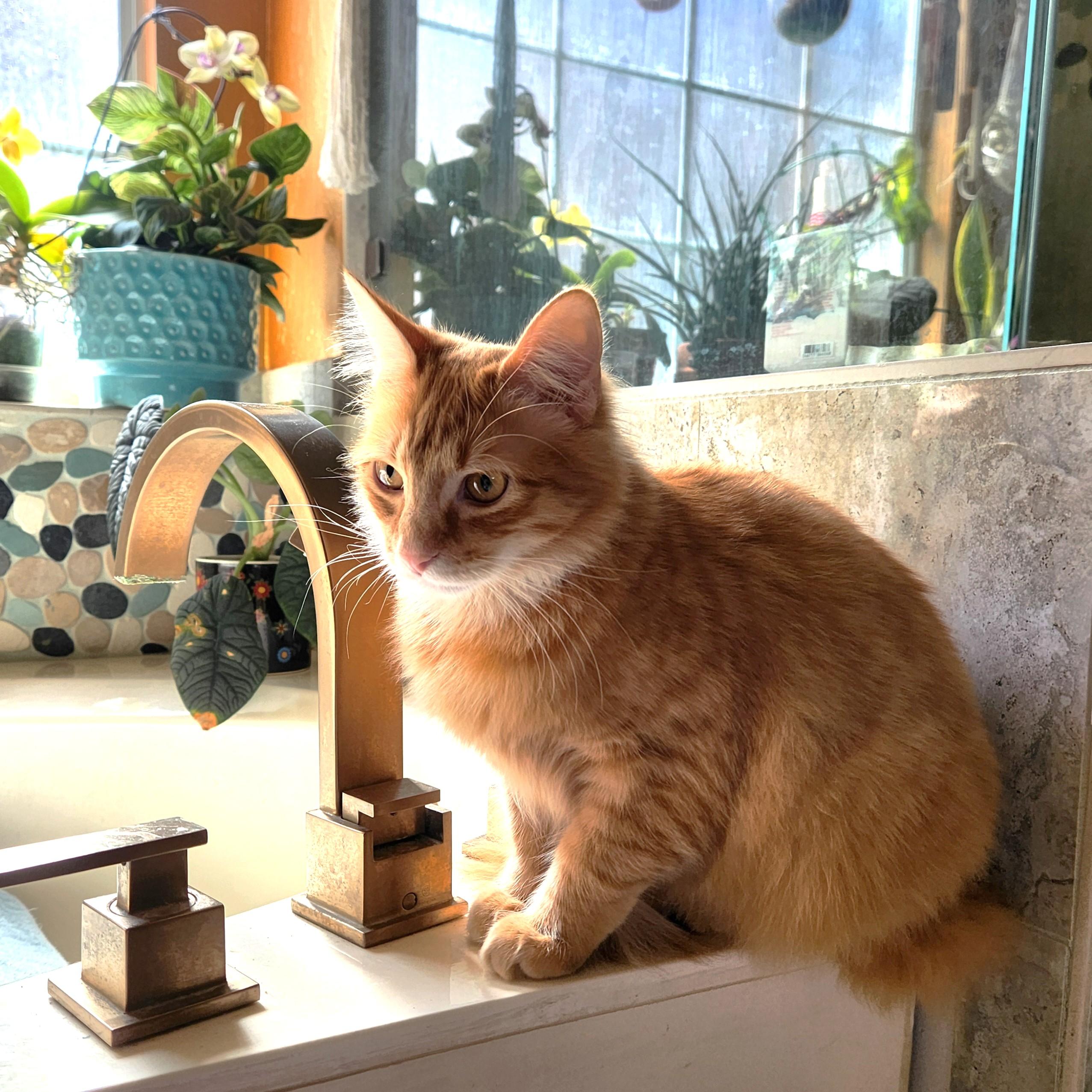 Enlarge Jellybean (long-haired beauty), an adopted Domestic Long Hair in Allen, TX image 3/6