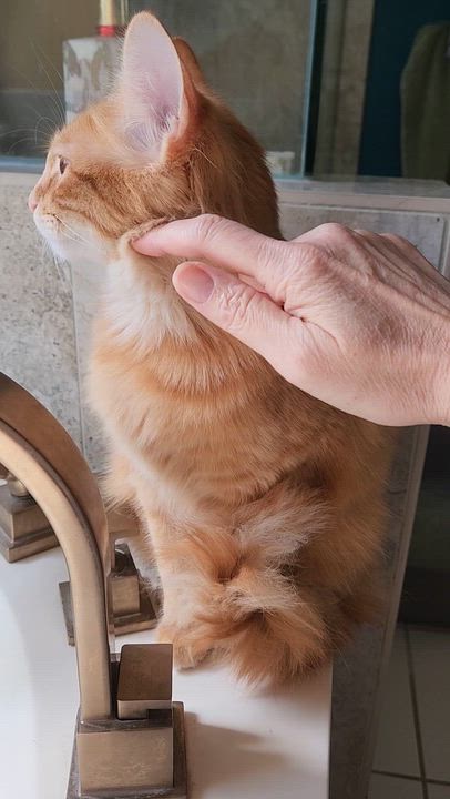 Enlarge Jellybean (long-haired beauty), an adopted Domestic Long Hair in Allen, TX video 6/6