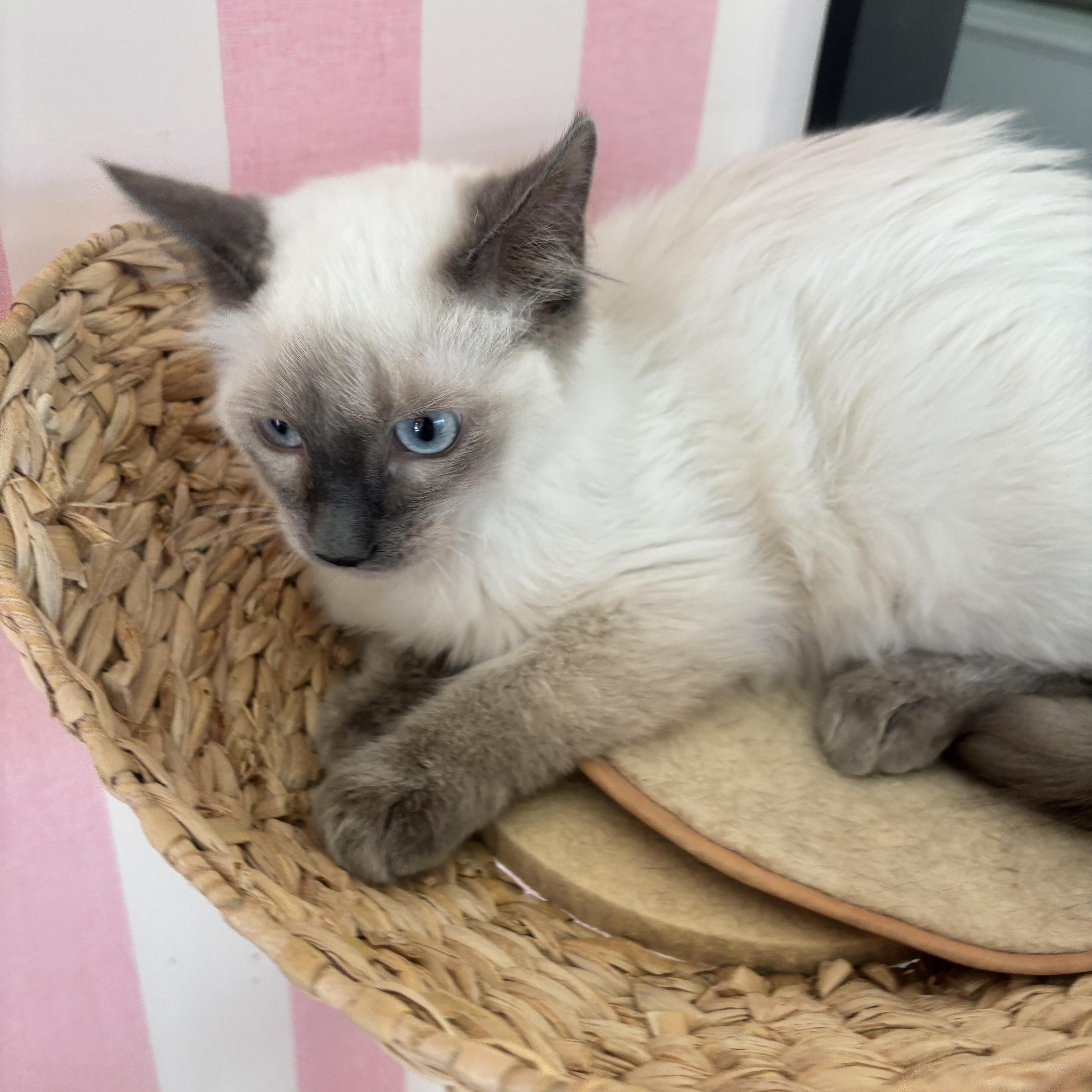 Enlarge Baloo, a Adopted Siamese in Whittier, CA image 4/4