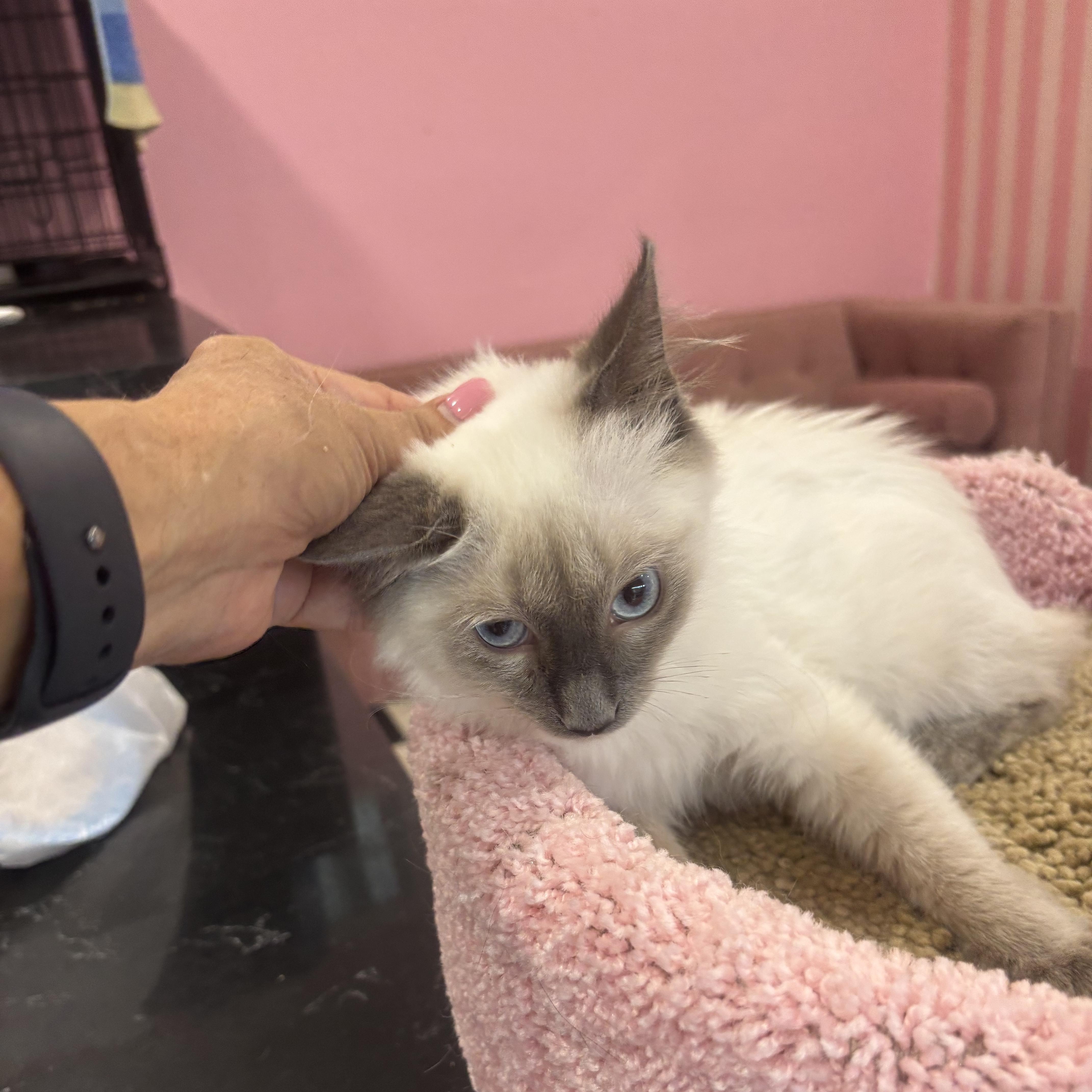 Enlarge Baloo, a Adopted Siamese in Whittier, CA image 3/4