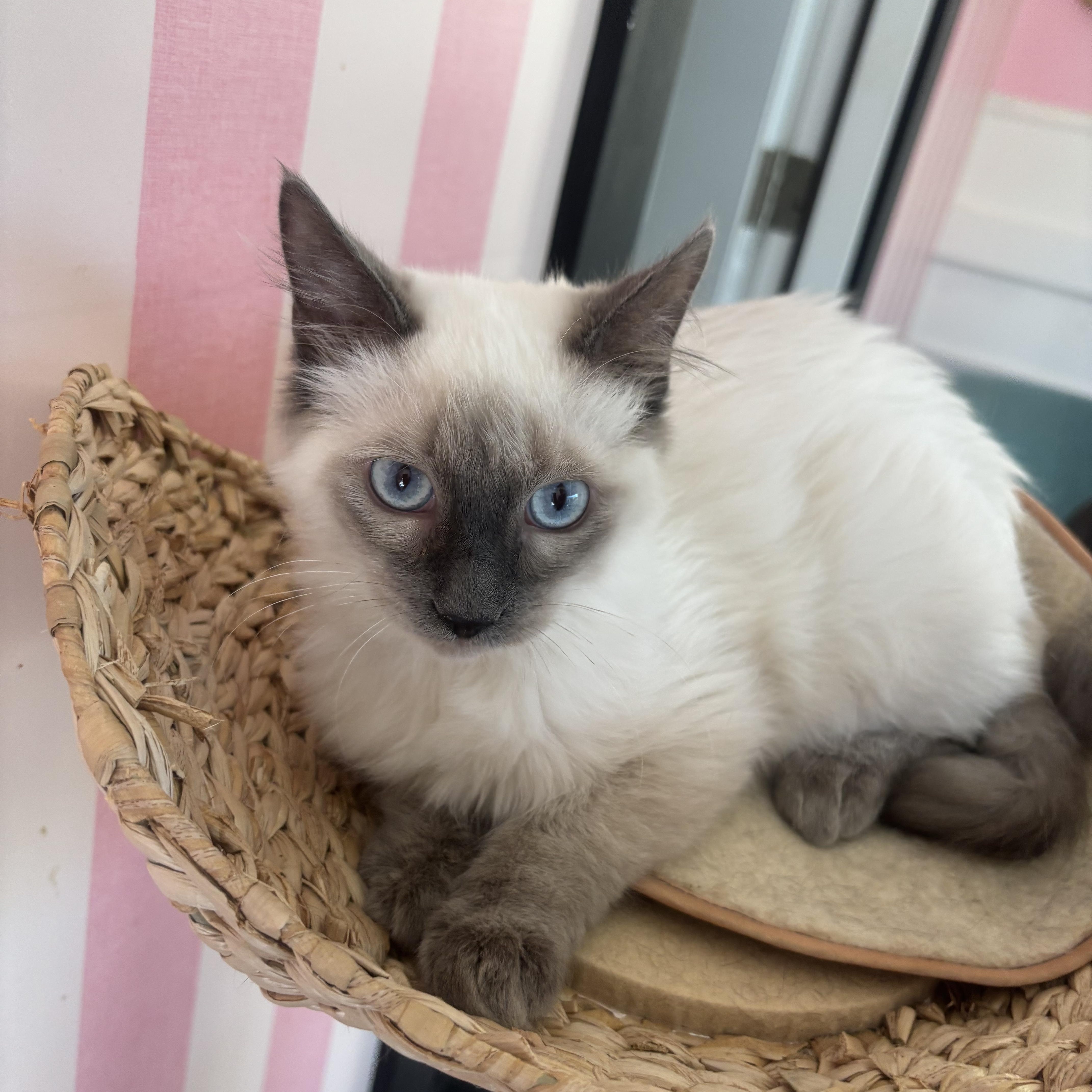 Enlarge Baloo, a Adopted Siamese in Whittier, CA image 2/4
