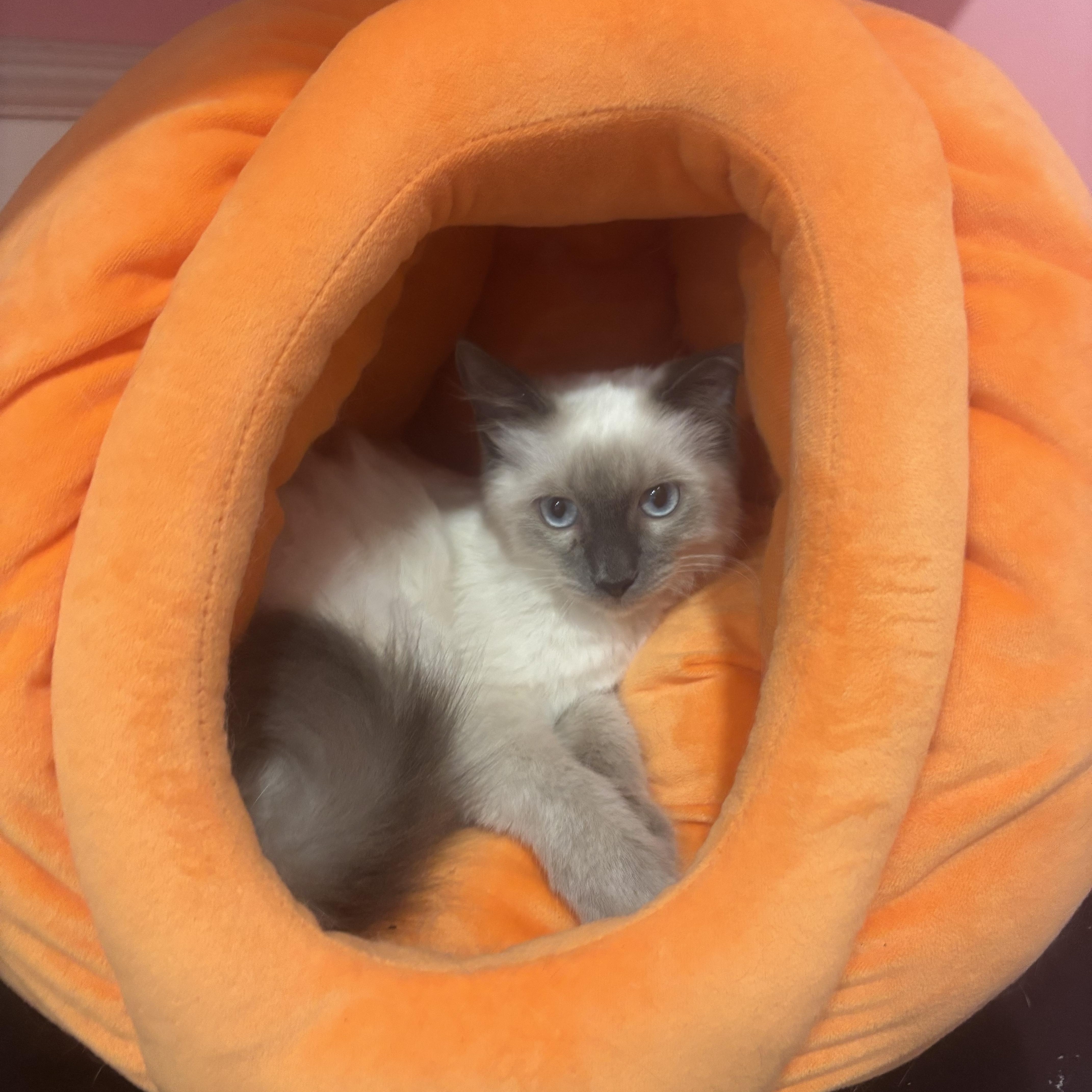 Baloo, Adopted, Young Male Siamese.