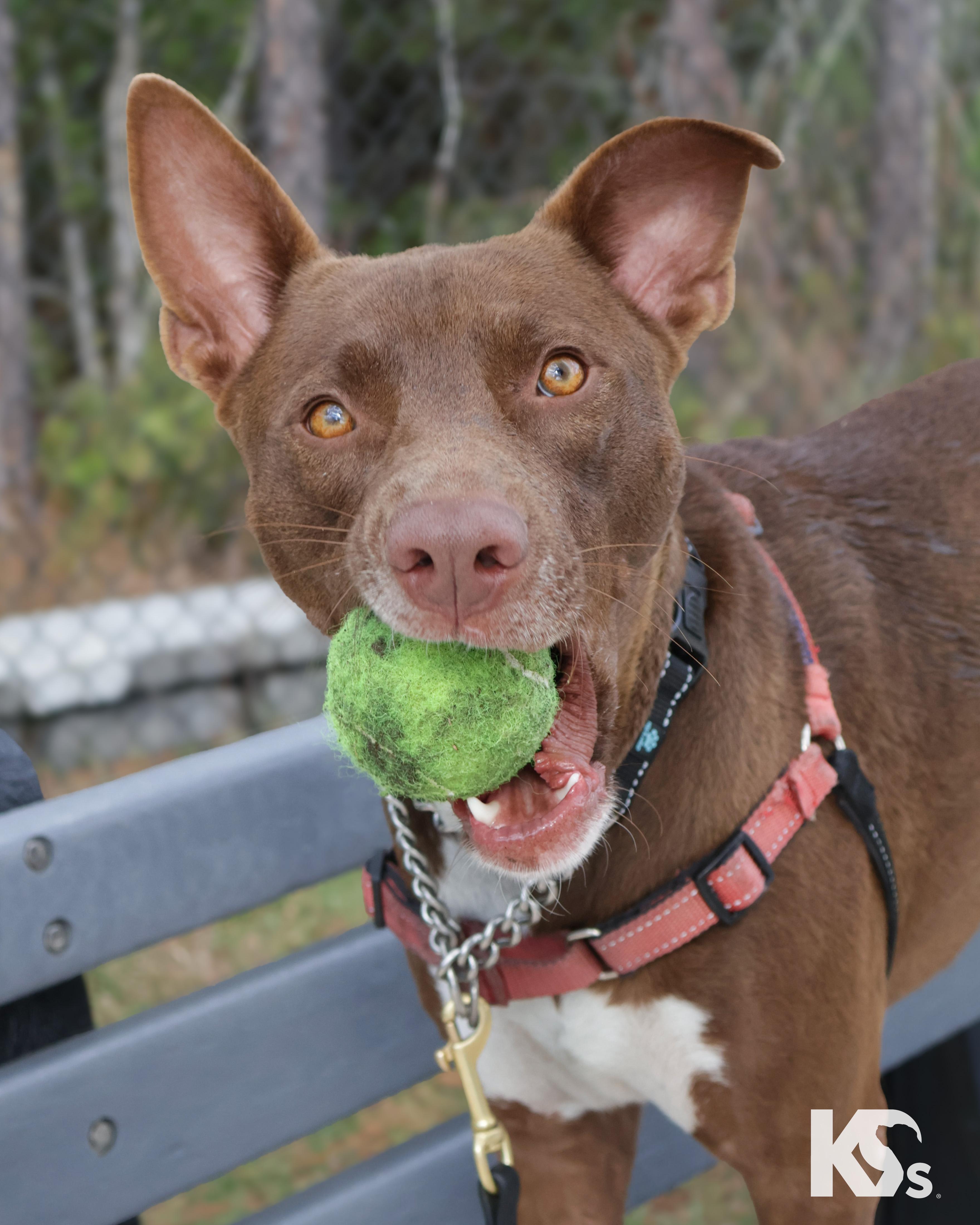 Enlarge Bucky, a Adoptable mixed breed in Ponte Vedra, FL image 5/6