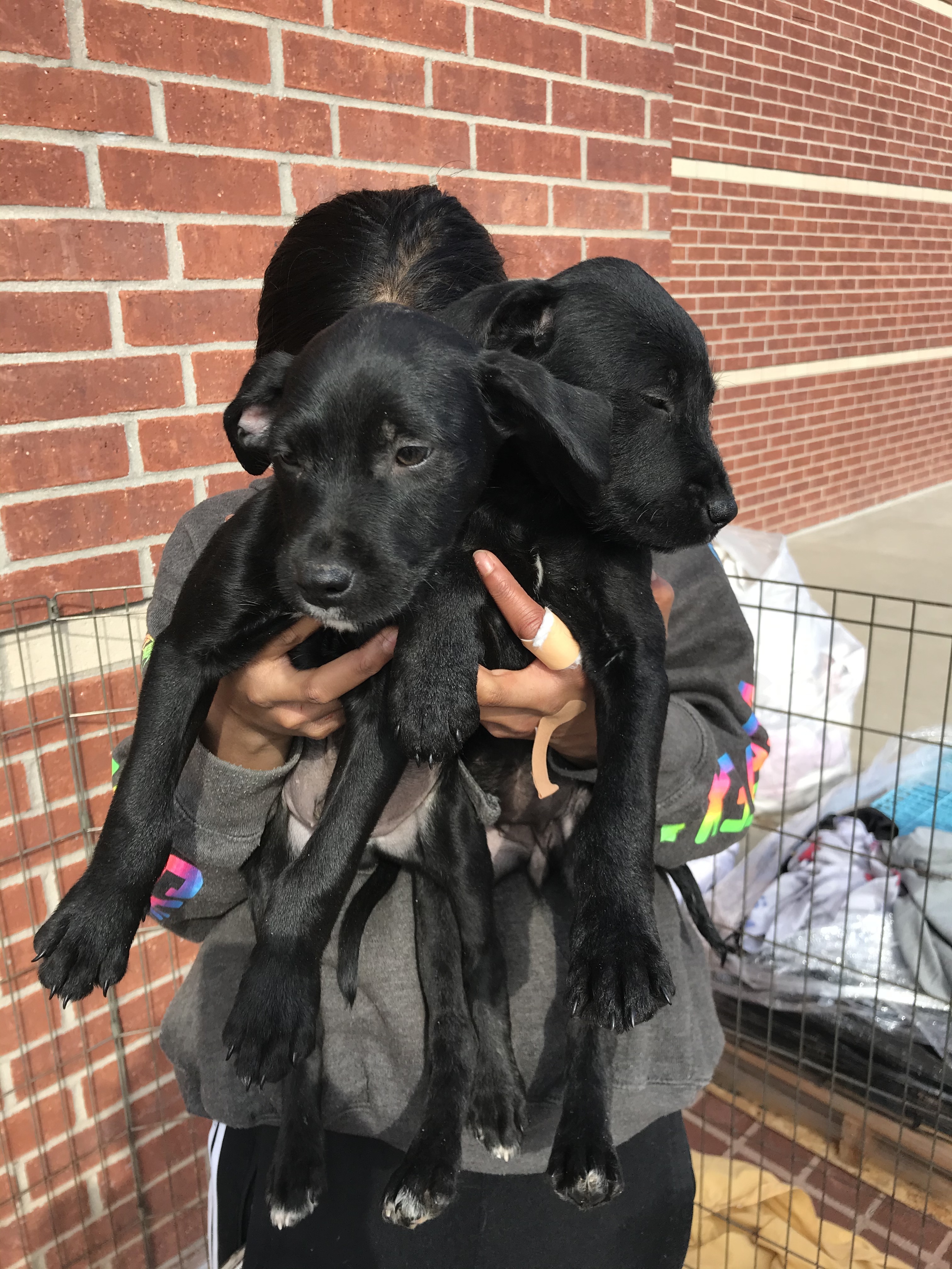 Penny, Adoptable, Adult Female Wirehaired Terrier & Labrador Retriever.