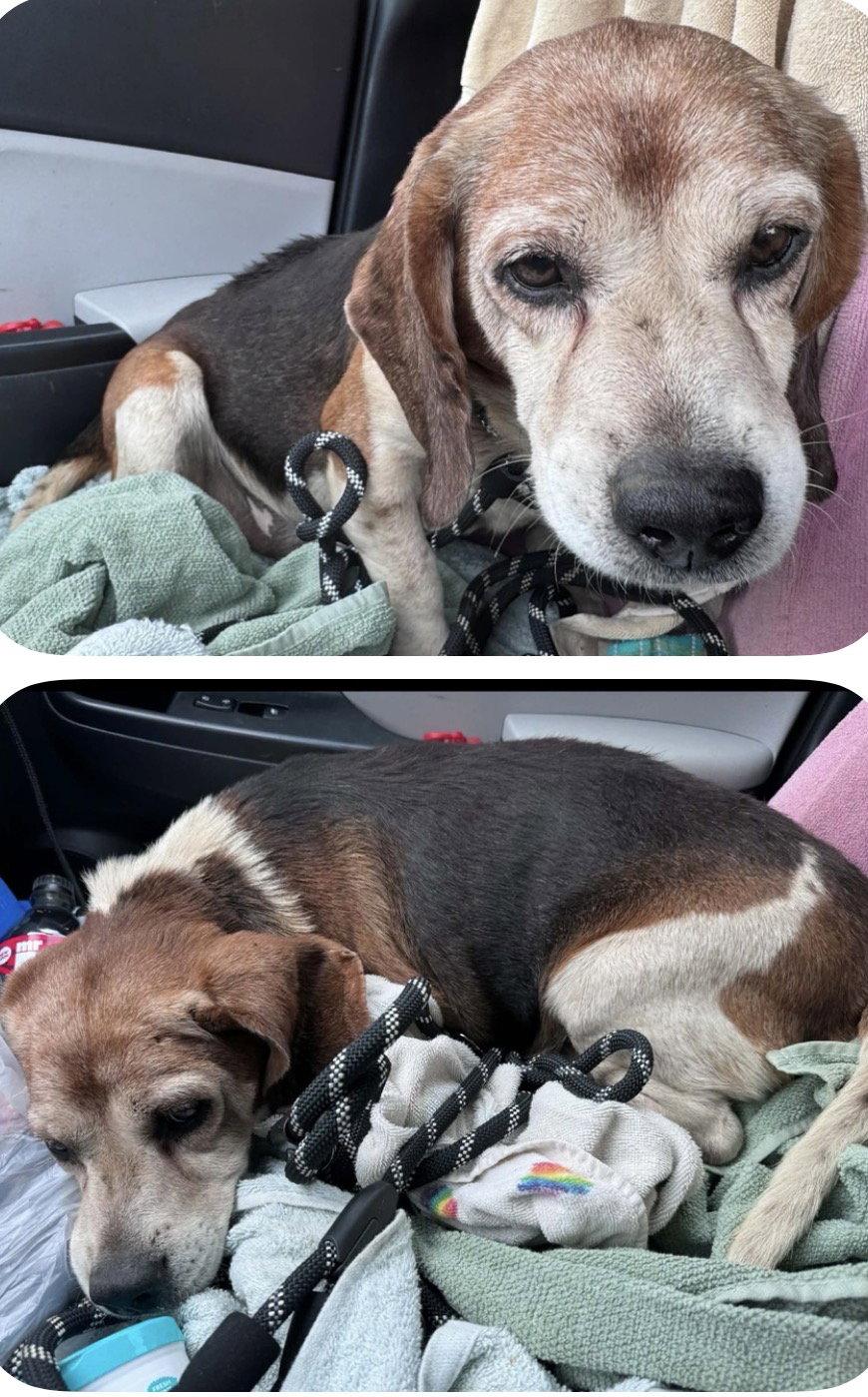 Bobby Boo, a Adoptable Beagle in O'Fallon, MO image 1/3