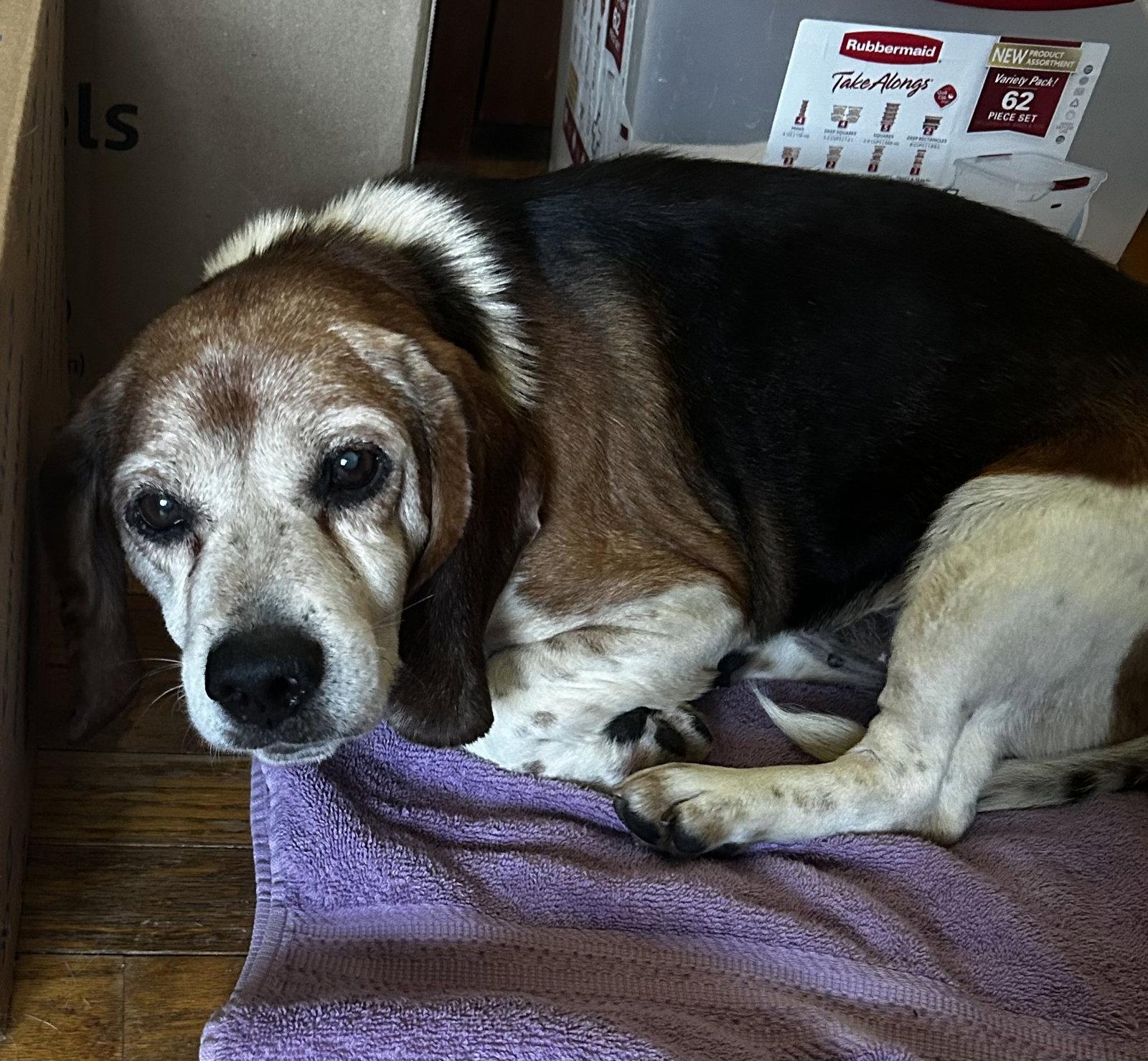 Bobby Boo, a Adoptable Beagle in O'Fallon, MO image 2/3