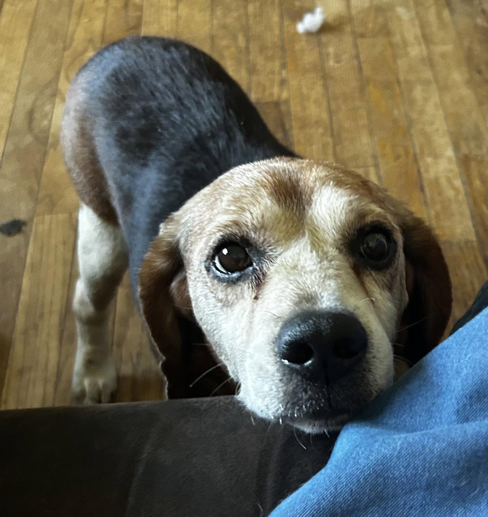 Bobby Boo, a Adoptable Beagle in O'Fallon, MO image 3/3