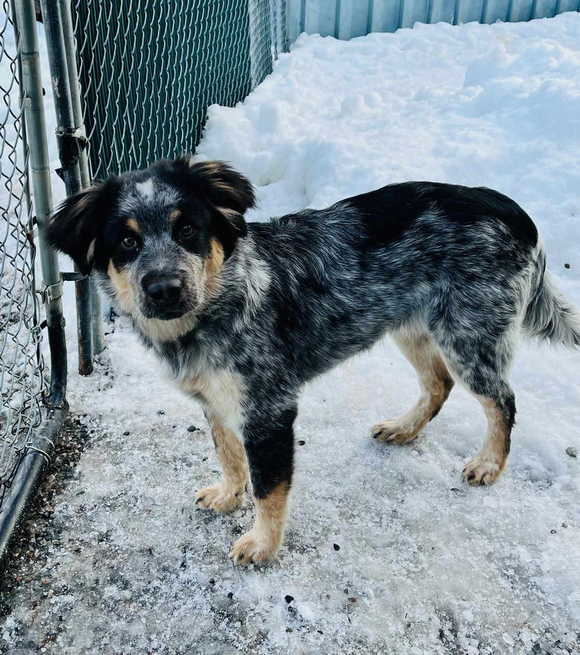 Enlarge Oreo, an adoptable mixed breed in Kellogg, ID image 5/6