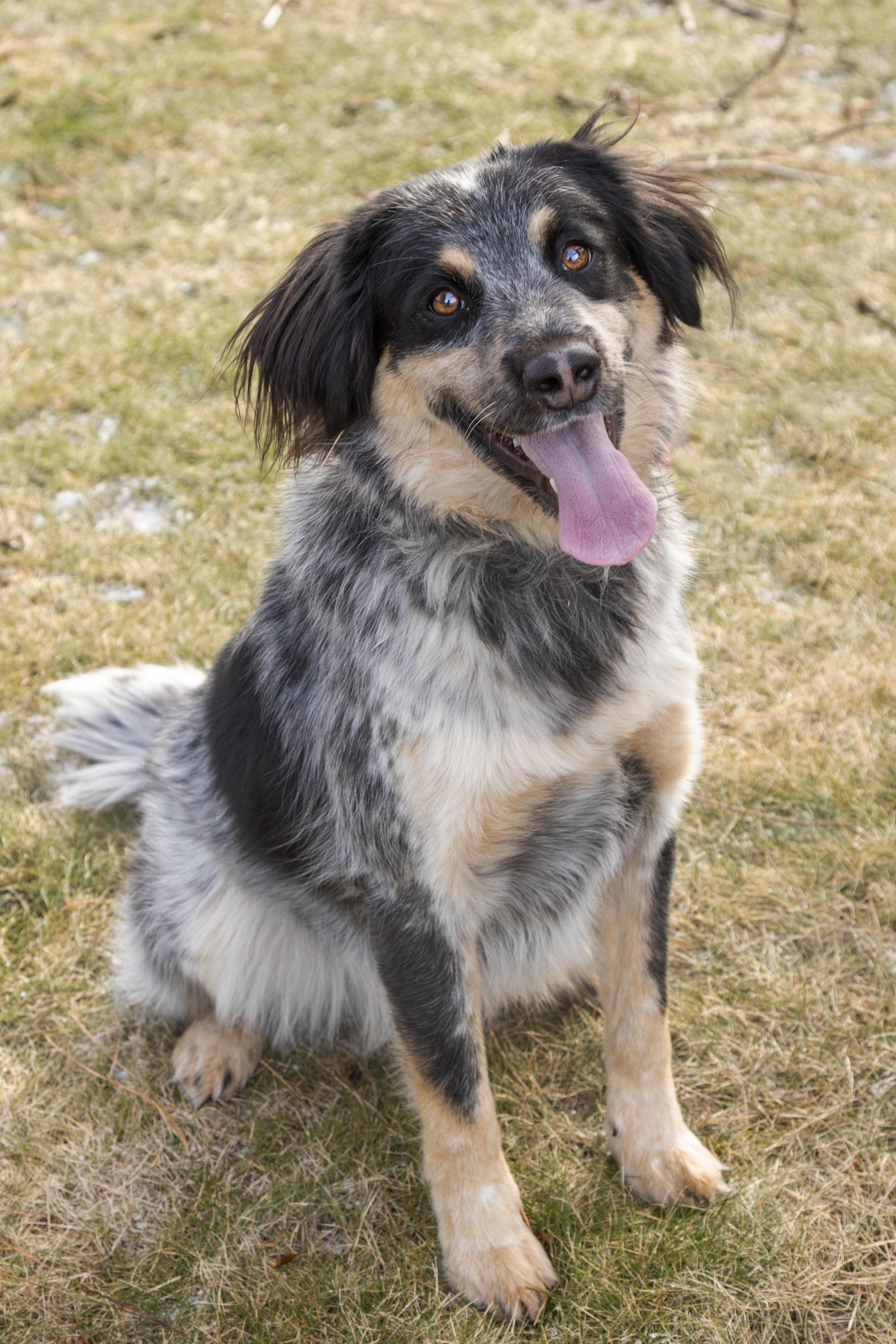 Enlarge Oreo, an adoptable mixed breed in Kellogg, ID image 2/6