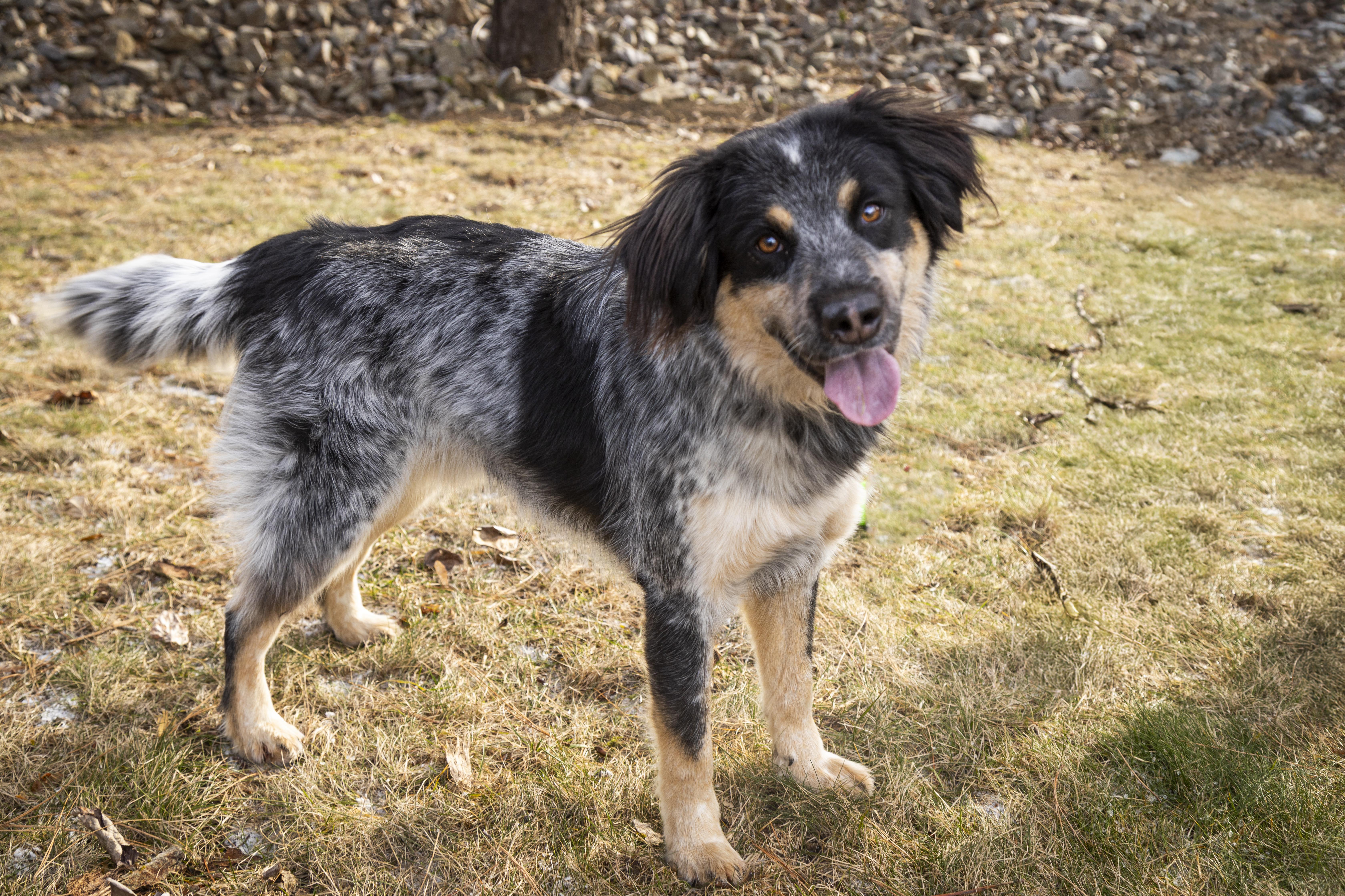 Enlarge Oreo, an adoptable mixed breed in Kellogg, ID image 3/6